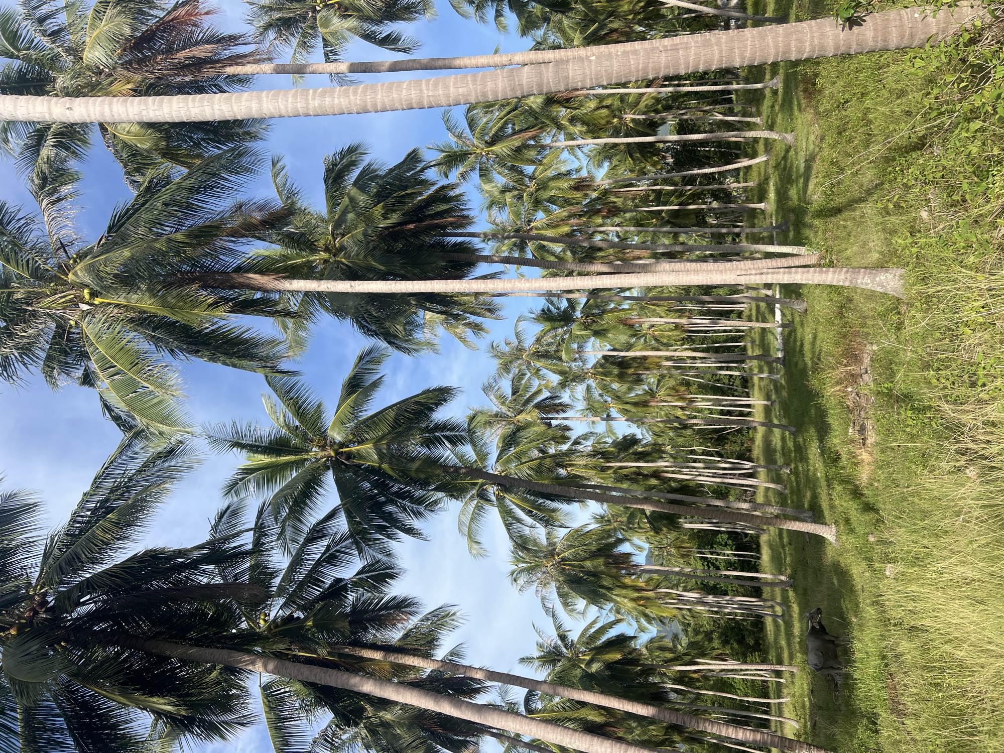 An expansive plantation of numerous tall, slender coconut palm trees dominates the frame under a bright, blue sky with scattered clouds. The trees are densely packed, with their fronds creating a dappled canopy. In the foreground, on the left side of the image, a single water buffalo stands in a patch of tall, green grass, facing to the left. The ground is covered in verdant grass, with shadows from the palm trees casting long patterns across the terrain. The overall scene suggests a rural or tropical environment within the Ko Pha-ngan District of Thailand.