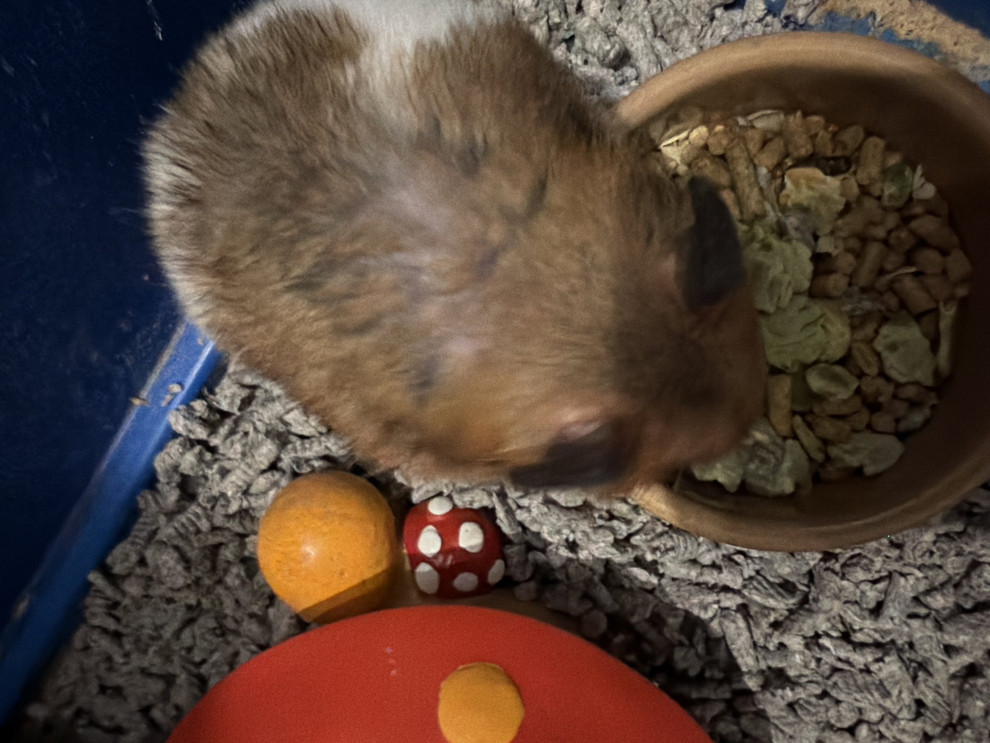 A hamster is inside its cage, eating from a brown bowl filled with food pellets. The hamster is mostly brown with some white fur on its back. In the cage, there is grey bedding material, and several toys including an orange ball, a small red mushroom with white spots, and a larger red toy with an orange dot. The cage itself has a blue plastic base. The image does not contain any indication of London or the United Kingdom.