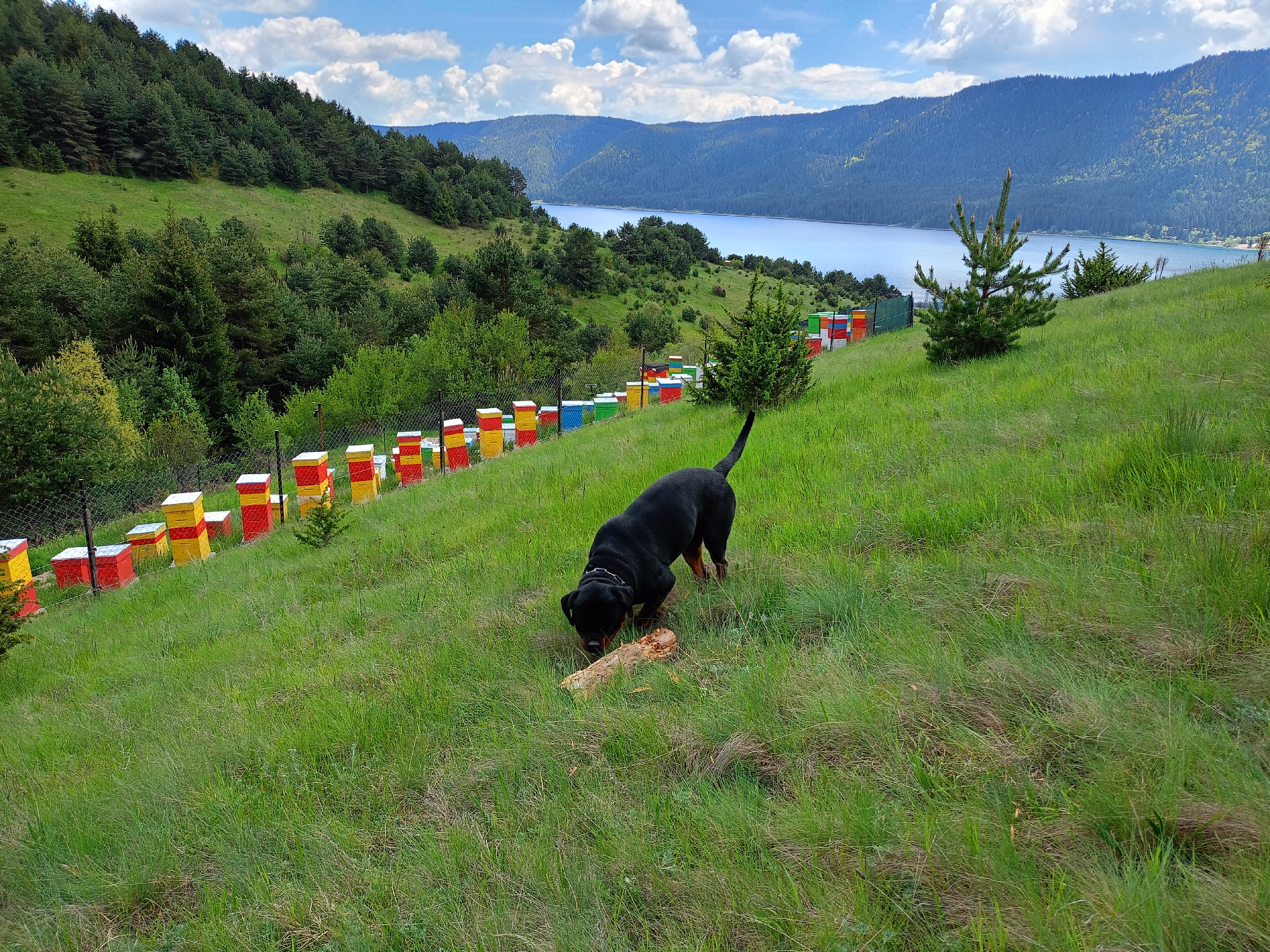 The image shows a Rottweiler dog with a wooden object in its mouth, standing on a grassy hillside in what appears to be a rural setting. Behind the dog, several beehives painted in red, yellow, white, and blue are positioned along a fence line. In the background is a lake and forested mountains, suggesting a location near a body of water surrounded by nature. Cumulus clouds are visible in the blue sky above.
Assuming this is in the city of Sarnitsa, Bulgaria, the location might be a rural area near the Dospat Reservoir. The presence of the beehives indicates an apiary, suggesting an agricultural activity. The dog is the primary subject engaged in play or carrying the wooden object.