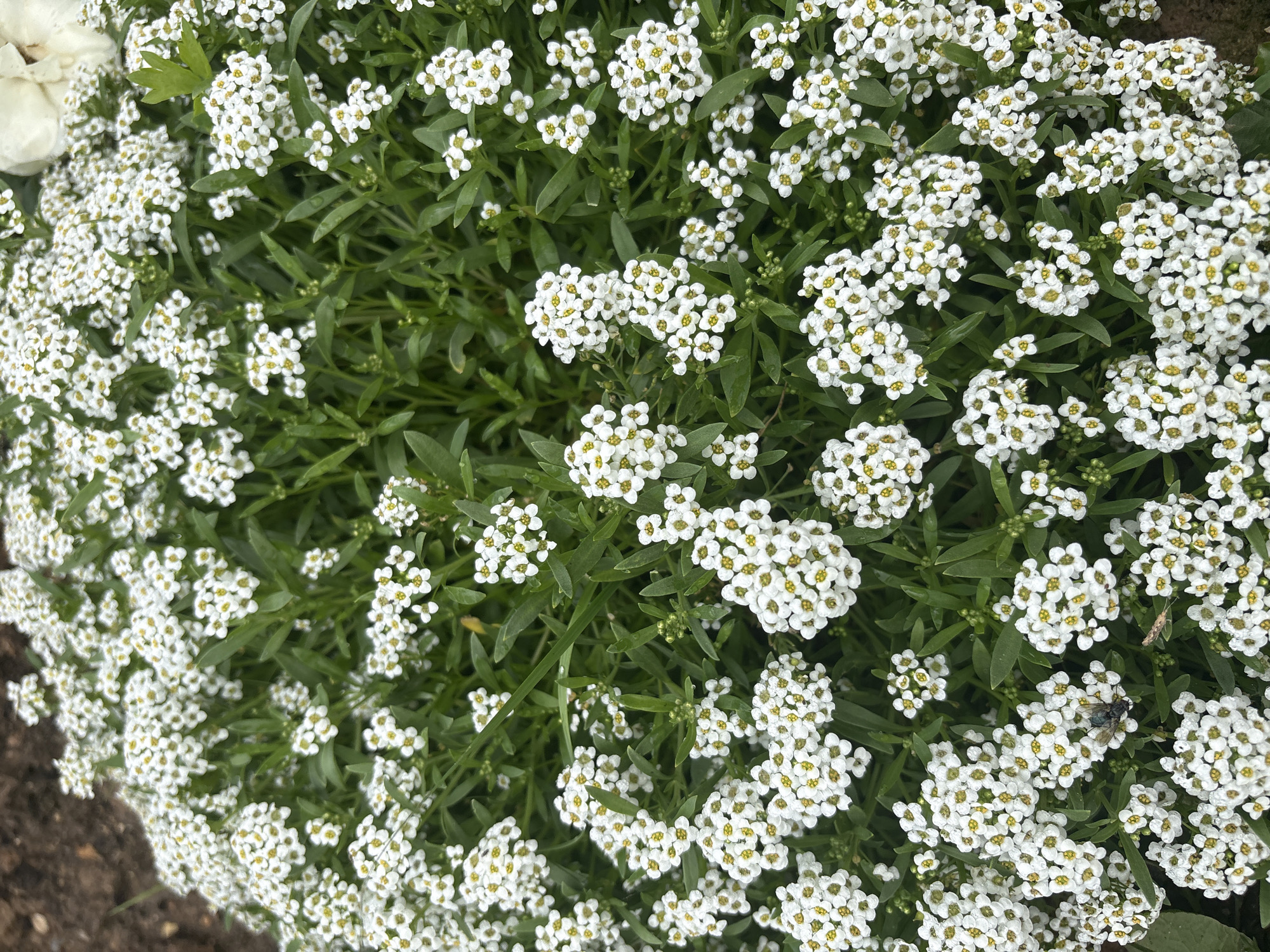 A close-up, overhead shot captures a dense carpet of small white flowers with yellow centers. The flowers are clustered together on thin green stems, creating a soft, textured appearance. Some of the flowers have a slightly translucent quality, suggesting they may be wet from dew or recent watering. The background is a mix of blurred green foliage and a dark, earthy tone, possibly soil or mulch. The lighting is even, and there are no harsh shadows, indicating an overcast day or the flowers are in partial shade. The image appears to be taken in a garden or natural outdoor setting. It's impossible to determine the specific location within the city of Дольче Вита Кп, Russia, from the visual information provided.