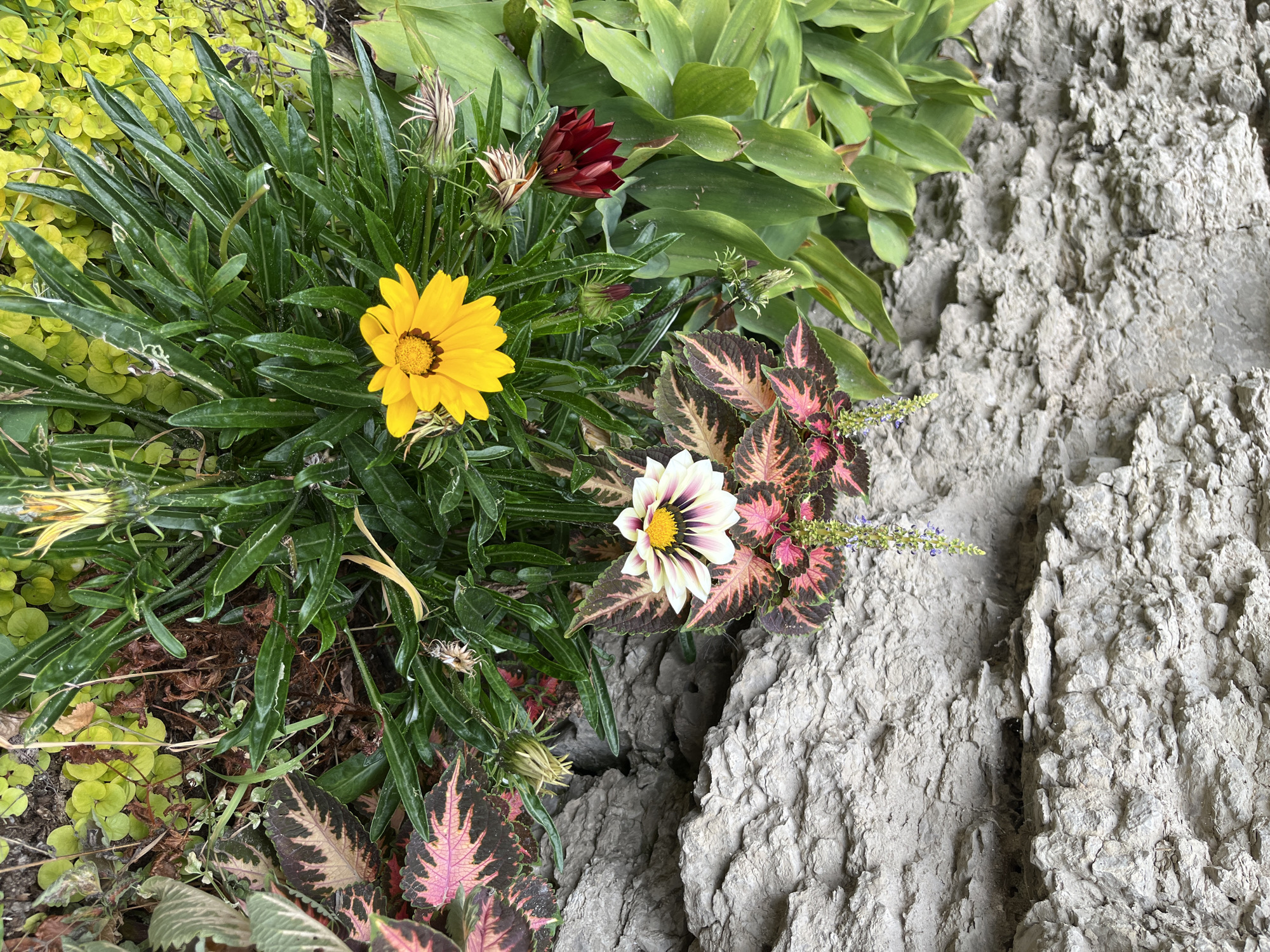 The image shows a close-up view of flowers and foliage in front of a rough, grey rock wall. The wall appears to be natural stone with visible crevices and texture. In the foreground, there are several plants with vibrant green leaves. Prominently featured are two gazania flowers: one is bright yellow with a dark center, and the other is white with pink and purple markings around a yellow center. There is also a dark red flower, possibly a gazania or a related species, with some buds. The leaves of some plants have a variegated pattern with shades of pink and dark red. The ground is covered with smaller, low-growing green plants. The overall scene suggests an outdoor setting, possibly a garden or a natural rock formation with planted flora. There are no people or animals visible in the image, and no specific urban or rural landmarks are identifiable to pinpoint a location within Pskov, Russia. The lighting suggests it is daytime.