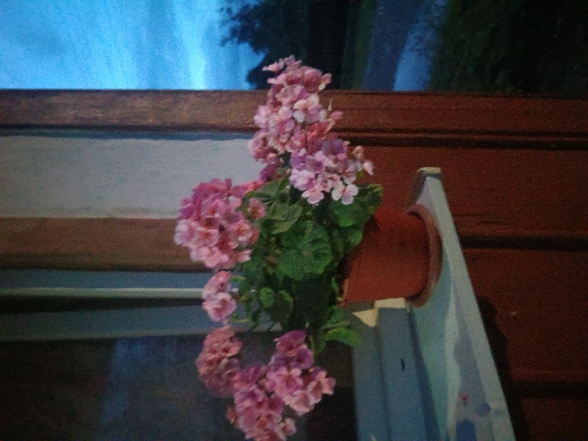 A potted plant with pink flowers sits on a windowsill. The window appears to be part of a building, with wooden trim and a dark reddish-brown exterior wall visible. Outside the window, a dark blue sky with clouds can be seen, suggesting it is dusk or twilight. Trees and grass are visible in the background, indicating a natural or semi-natural environment. The scene is set in the city of Litynia, Ukraine. The image does not depict any people or animals.