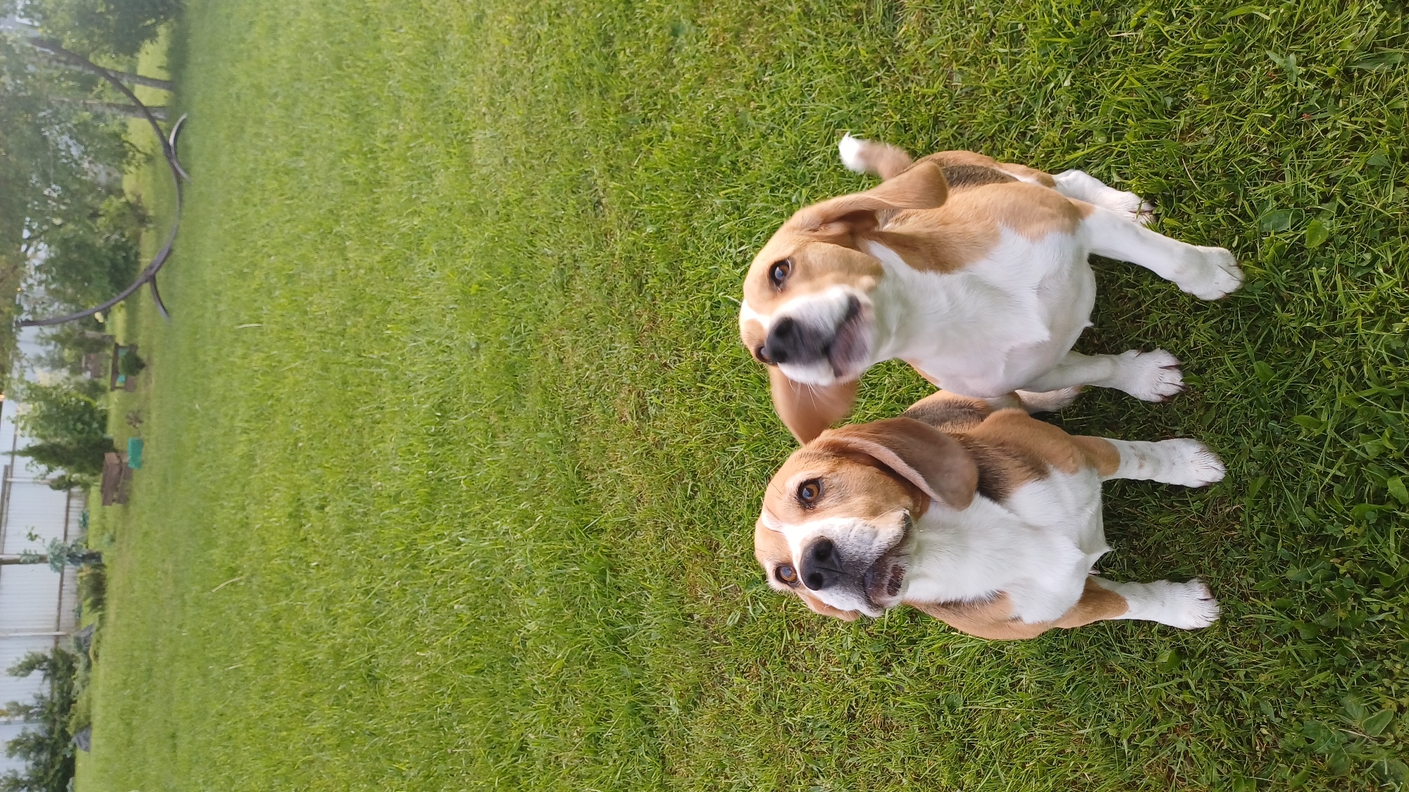 Two beagle dogs are lying on green grass. The dogs are brown and white. The location appears to be a backyard in Timokhovo, Russia, indicated by the style of fencing and vegetation in the background. The sky is slightly overcast.
