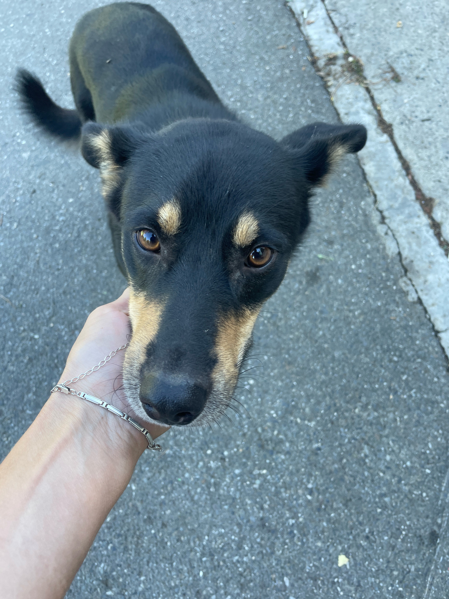A black and tan dog is being petted by a person's hand in Baranovka, Russia. The dog is looking up at the camera, its head tilted slightly. The person's hand is wearing a silver bracelet. The scene appears to be on a paved surface, possibly a street or sidewalk, with some debris visible. The lighting suggests it is daytime.