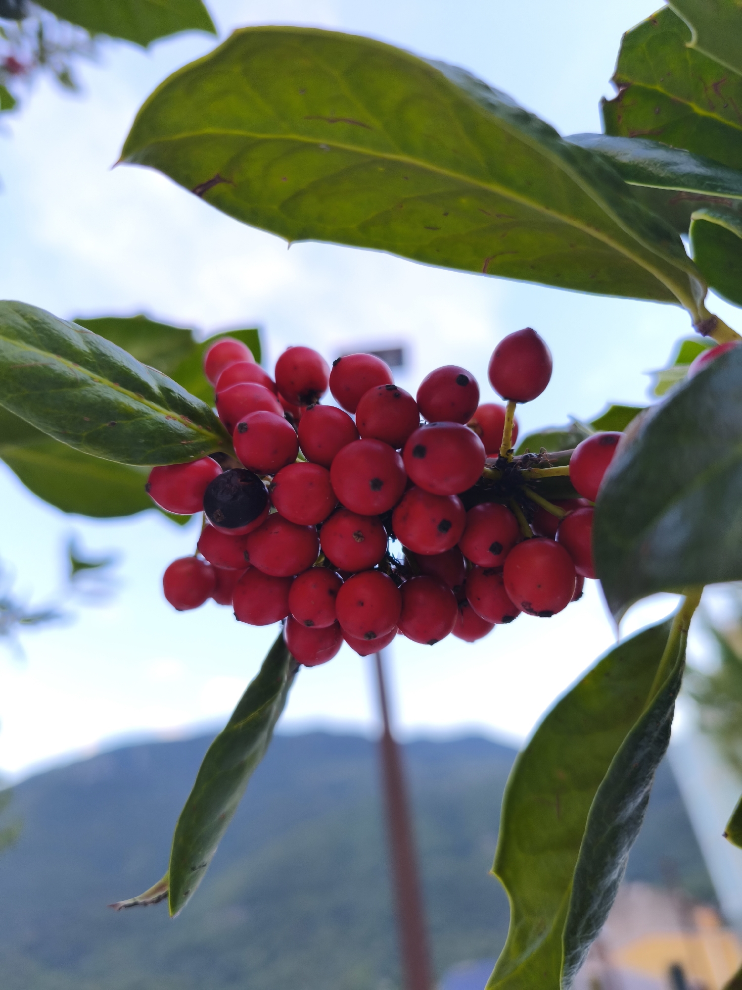 A close-up, low-angle shot captures a cluster of bright red berries on a branch, set against a blurred background of the sky and distant mountains. The berries, mostly round and smooth, are a vibrant red, with one berry appearing dark and possibly overripe. They are clustered together on a thin, dark stem, with several dark spots visible on the individual berries. Large, glossy green leaves with slightly serrated edges frame the berries from above and to the side, their surfaces reflecting light. The background is a soft blur of pale blue sky with hints of white clouds, and further in the distance, the hazy outlines of green mountains. The overall impression is one of natural beauty, with the sharp focus on the berries contrasting with the softened details of the surroundings. There are no people or man-made structures visible within the immediate frame of the berries and foliage. The image is taken outdoors, likely in a natural setting or garden, as suggested by the presence of foliage and berries. There is no specific information indicating a location within the city of Campochiaro, Italy.