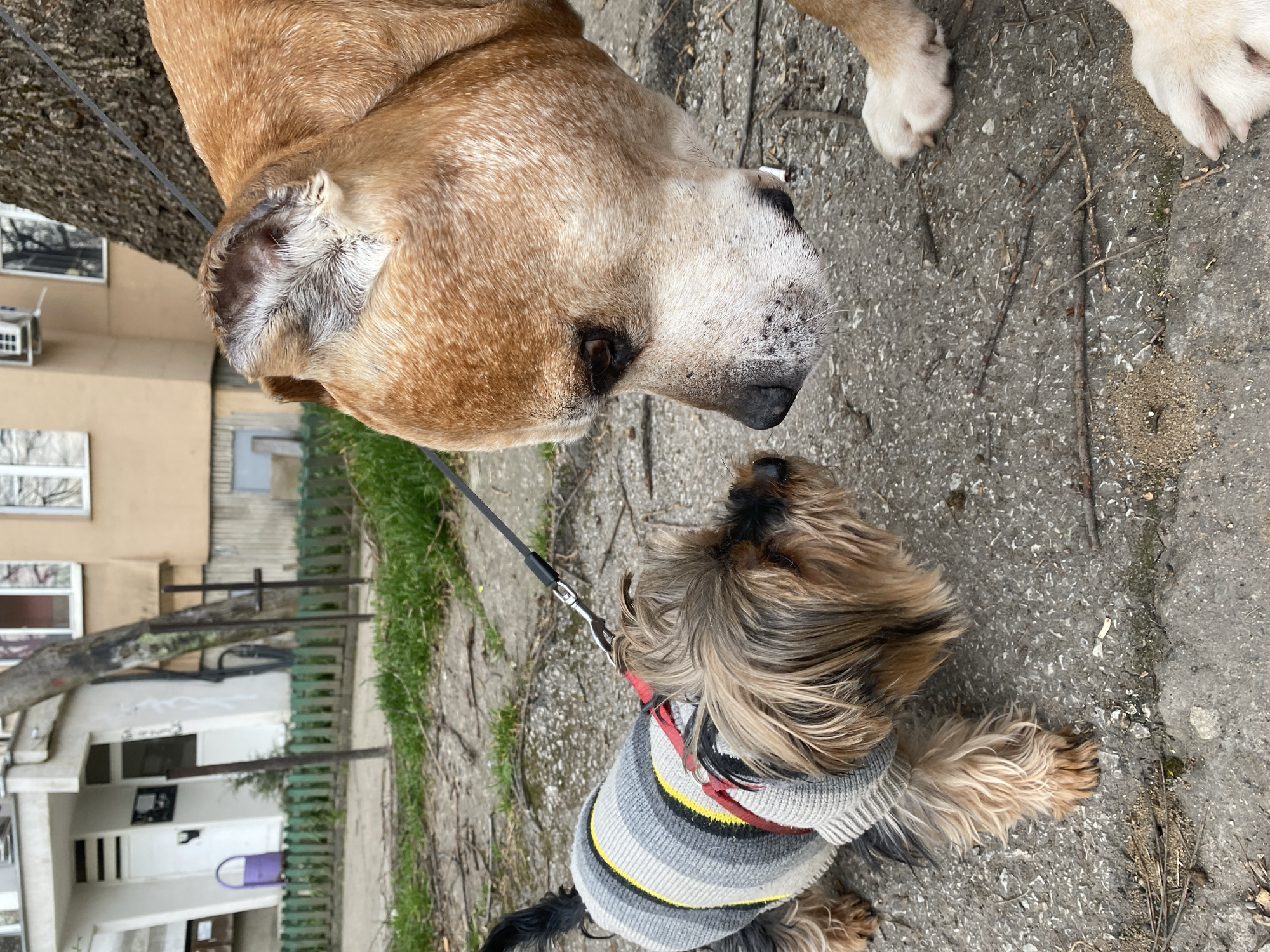 An outdoor scene in an urban area of Pleven, Bulgaria, depicts two dogs engaged in a nose-to-nose interaction on a concrete surface.
The larger dog, positioned on the right, is a medium-to-large breed with short, fawn-colored fur and white markings on its muzzle, chest, and paws. Its right ear shows evidence of scarring and is folded. A black leash is visible extending from its neck area. The dog's gaze is directed downwards towards the smaller dog.
The smaller dog, a long-haired Yorkshire Terrier, is positioned on the left and wears a grey knitted sweater with horizontal stripes in varying shades of grey, white, yellow, and black. A red harness is visible underneath the sweater, to which a black leash is attached, extending upwards and out of frame. The terrier's fur is primarily brown and black, with lighter tones on its face and legs. It is looking upwards towards the larger dog.
The dogs are standing on a cracked concrete path with scattered dirt patches, small twigs, and a cigarette butt. In the background, a low green wooden picket fence runs horizontally, separating the immediate foreground from a slightly elevated area with more sparse greenery. Behind the fence, a large tree with dark, textured bark stands prominently. To the left of the tree, a light-colored multi-story building is visible, featuring a white door, windows, and an external air conditioning unit. A purple, bucket-like object is visible near the fence on the left side. To the right of the tree, another multi-story building with a beige facade and windows is partially visible. The overall lighting suggests an overcast or partly cloudy day.