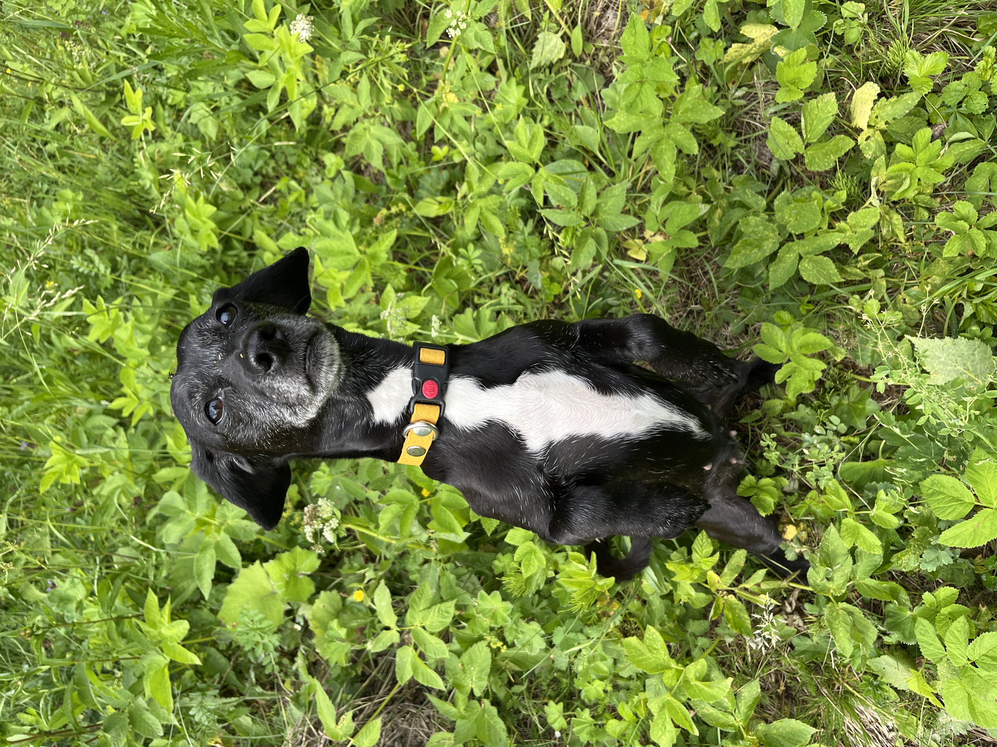 A black and white dog with a yellow collar is sitting on its hind legs in a field of green grass and plants. The dog is facing the camera with its head slightly tilted. Its fur is short and appears somewhat coarse, with a white chest marking. The dog's eyes are dark and its ears are floppy. The environment is lush and green, suggesting a natural outdoor setting. The collar is a bright yellow with a red buckle. There are no people or man-made structures visible in the image. The scene does not provide any specific information to determine its location within the city of Nizhny Tagil, Russia.