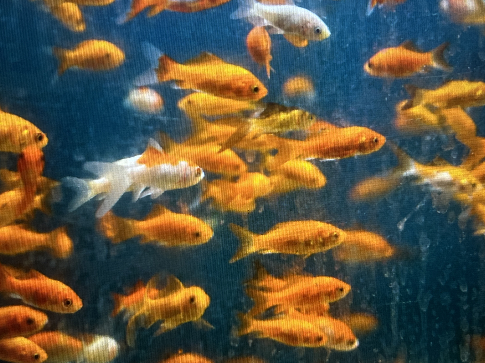 A school of goldfish swims in a blue aquarium. The fish are primarily orange and gold, with a few white or orange-white specimens mixed in. Some of the fish are in focus, showing their scales and fins, while others are blurry due to motion or being out of focus. The background is a dark, deep blue, likely representing water. There are some specks or debris visible on the glass of the aquarium, creating a slightly textured appearance. The image captures the dynamic movement of the fish within their aquatic environment. This scene is not located in Casablanca, Morocco.