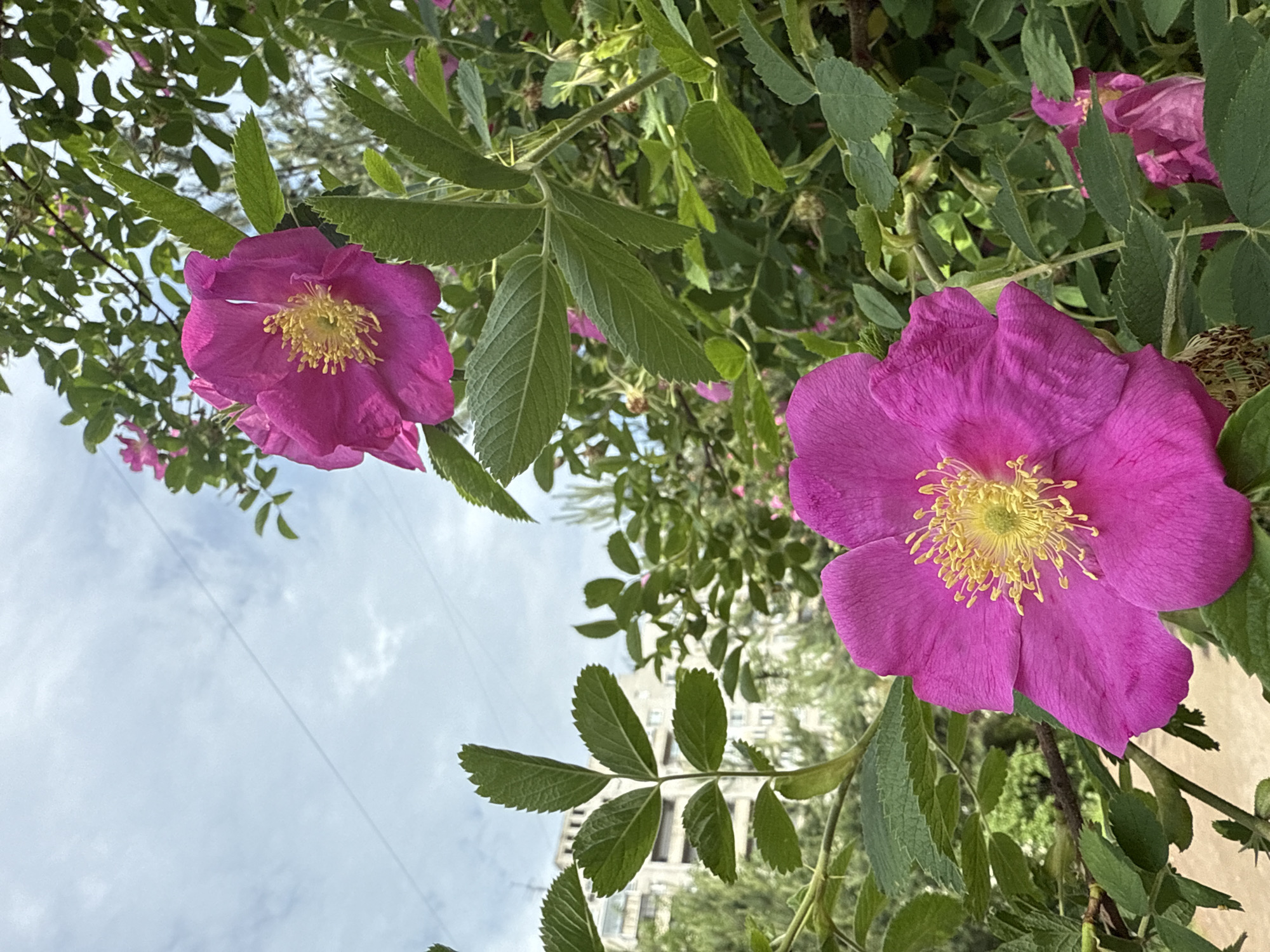 A close-up, low-angle outdoor shot captures two bright magenta wild rose flowers blooming against a backdrop of lush green foliage and a cloudy sky. One flower is in the foreground, dominating the bottom right of the frame, its petals unfurled to reveal a vibrant yellow stamen cluster. A second, slightly smaller flower is positioned higher and to the left, also in bloom. The surrounding leaves are a rich green, some showing serrated edges. In the blurred background, an apartment building with multiple balconies is visible, along with trees and power lines, suggesting an urban setting. The overall impression is one of natural beauty juxtaposed with the everyday structures of a city, potentially Saint Petersburg, Russia, given the architectural style and the presence of wild roses which are common in the region.