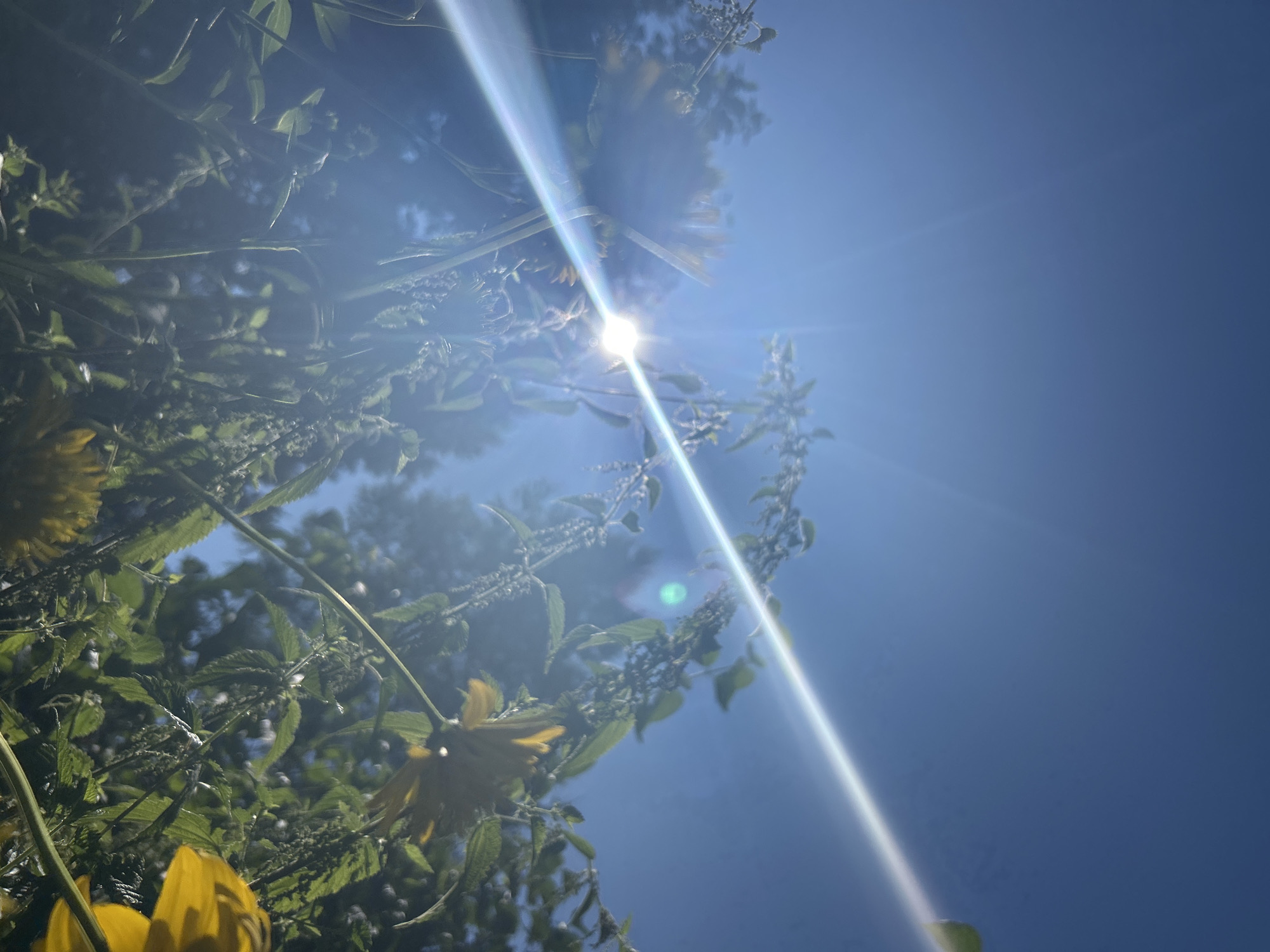 This is a low-angle, close-up shot of tall, green plants and yellow flowers against a bright blue sky. The sun is visible and is causing lens flare and a bright light streak across the image. The foliage appears wild and overgrown, with some plants featuring small, developing seed heads. The yellow flowers are partially visible, with some petals in focus and others blurred. The background shows the faint silhouettes of trees. The overall impression is a sunny day in a natural or garden setting. No people or specific city details are evident.