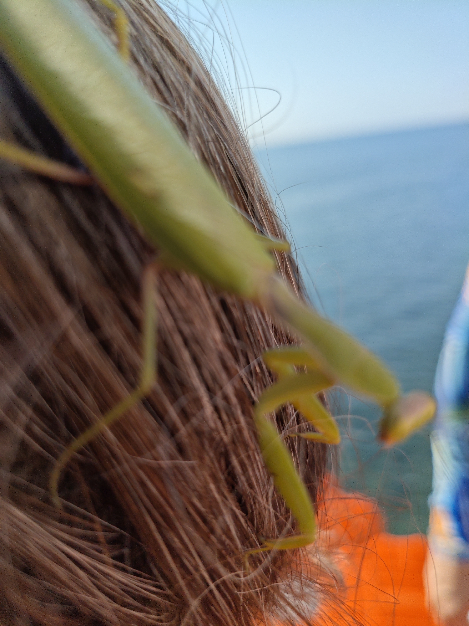 A praying mantis is perched on the hair of a person, whose back is to the camera. The person's hair is brown and appears to be styled short. The praying mantis is green and is positioned diagonally across the frame, from the top left to the bottom right. Its legs are visible, with one foreleg extended forward. In the background, a body of water, likely the sea, is visible with a clear sky above. The water is a light blue color, and the sky is a pale blue. The image appears to have been taken outdoors, possibly near the coast of Alushta, Ukraine.