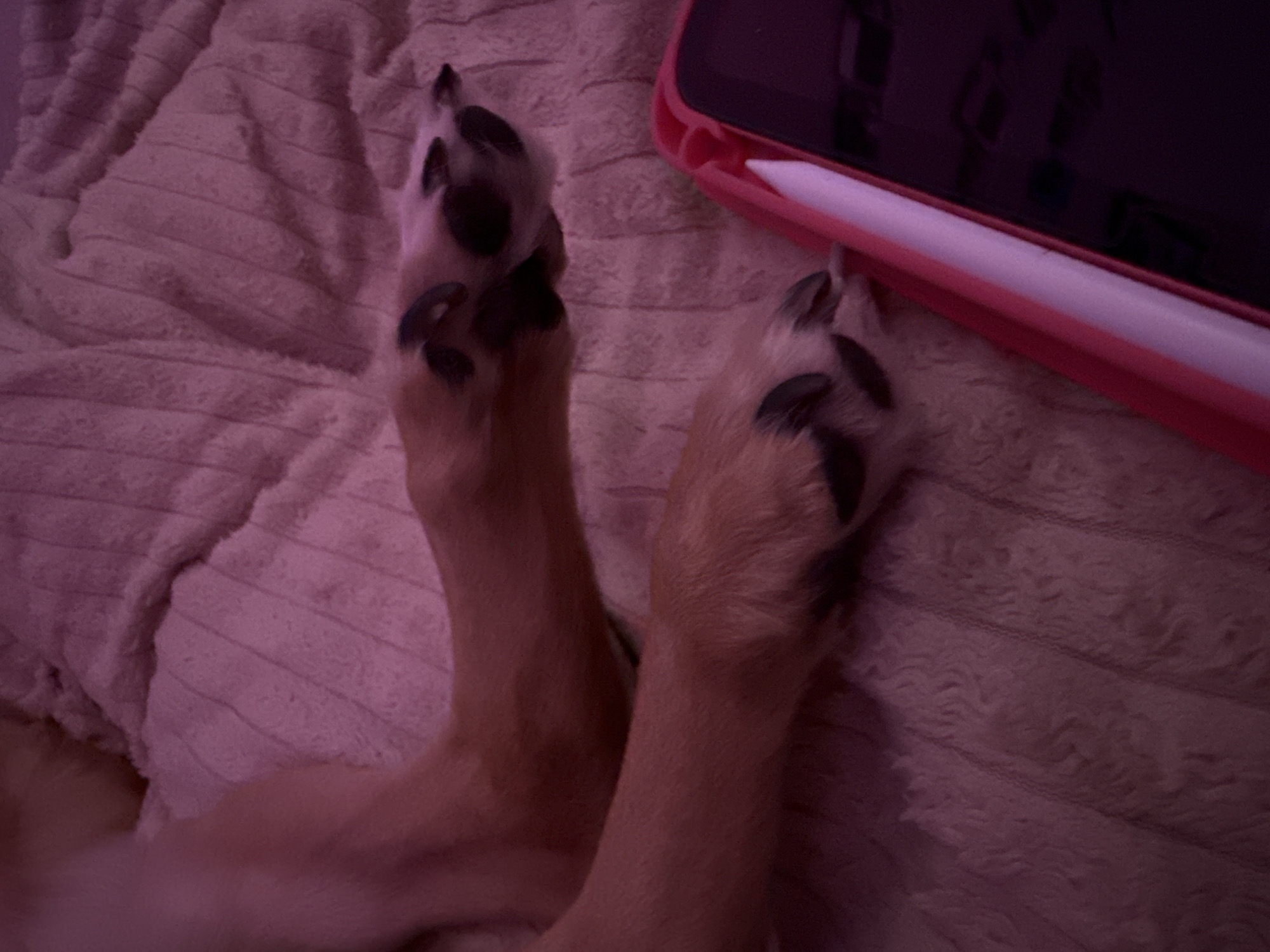 The image is a close-up, eye-level shot of a dog's paws resting on a textured, pink blanket. The dog's fur is visible on its legs, transitioning to the black pads and white markings on its paws. To the right of the paws, a portion of a pink tablet case is visible, with a white stylus resting within its groove. The lighting in the image appears to be artificial and casts a pinkish hue over the scene. The background is composed entirely of the soft, plush blanket. The location is unknown, and no people are present in the image.