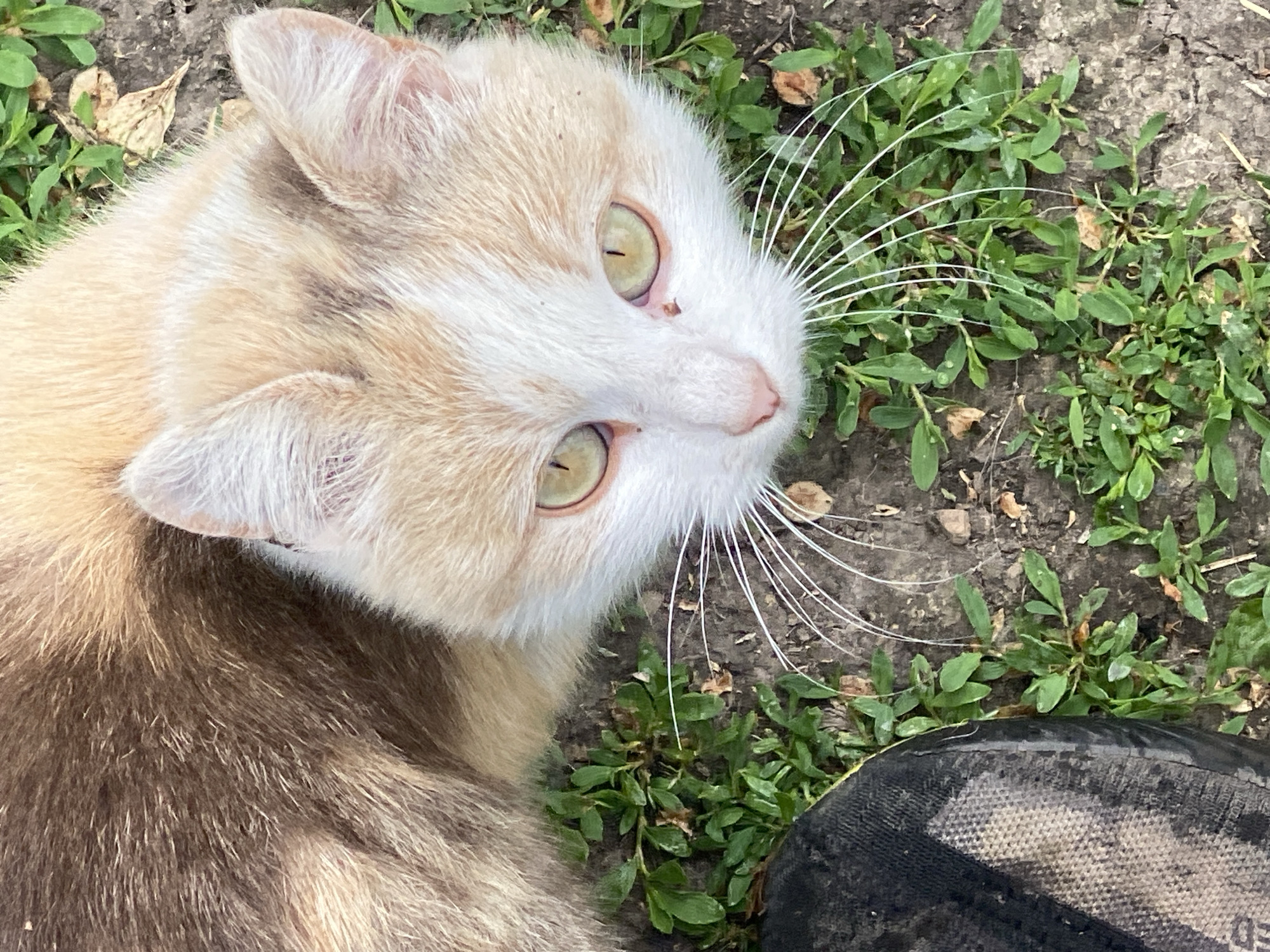 A cat lies on dirt and grass, near a person's foot. The cat is light beige and white, with green-yellow eyes and long white whiskers. The fur on its back appears darker than the rest of its body. The cat is looking up and to the left. The ground is a mix of dirt and small green plants. A portion of a shoe or boot, black with a light-colored pattern, is visible in the lower right corner. The location and city cannot be independently confirmed within the image.