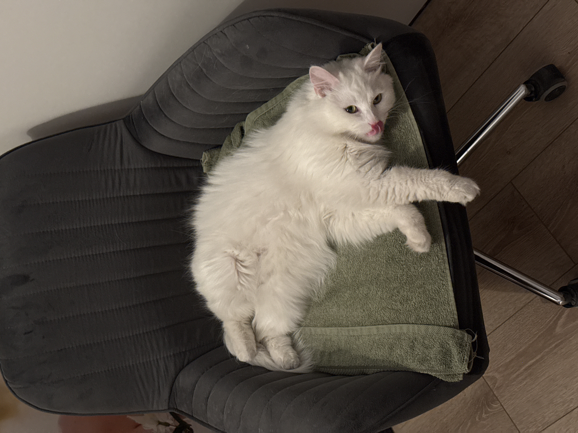 A white, fluffy cat is lying on a dark gray, cushioned office chair. The cat is sprawled on its side with its belly exposed, resting on a light green towel. One of its front paws is tucked under its head, and the other is extended. Its mouth is slightly open, with its pink tongue sticking out. The cat's eyes are open and looking towards the viewer. The chair has a metal base with wheels. The background shows a light-colored wall and a wooden floor. The scene appears to be indoors in an office or home setting.