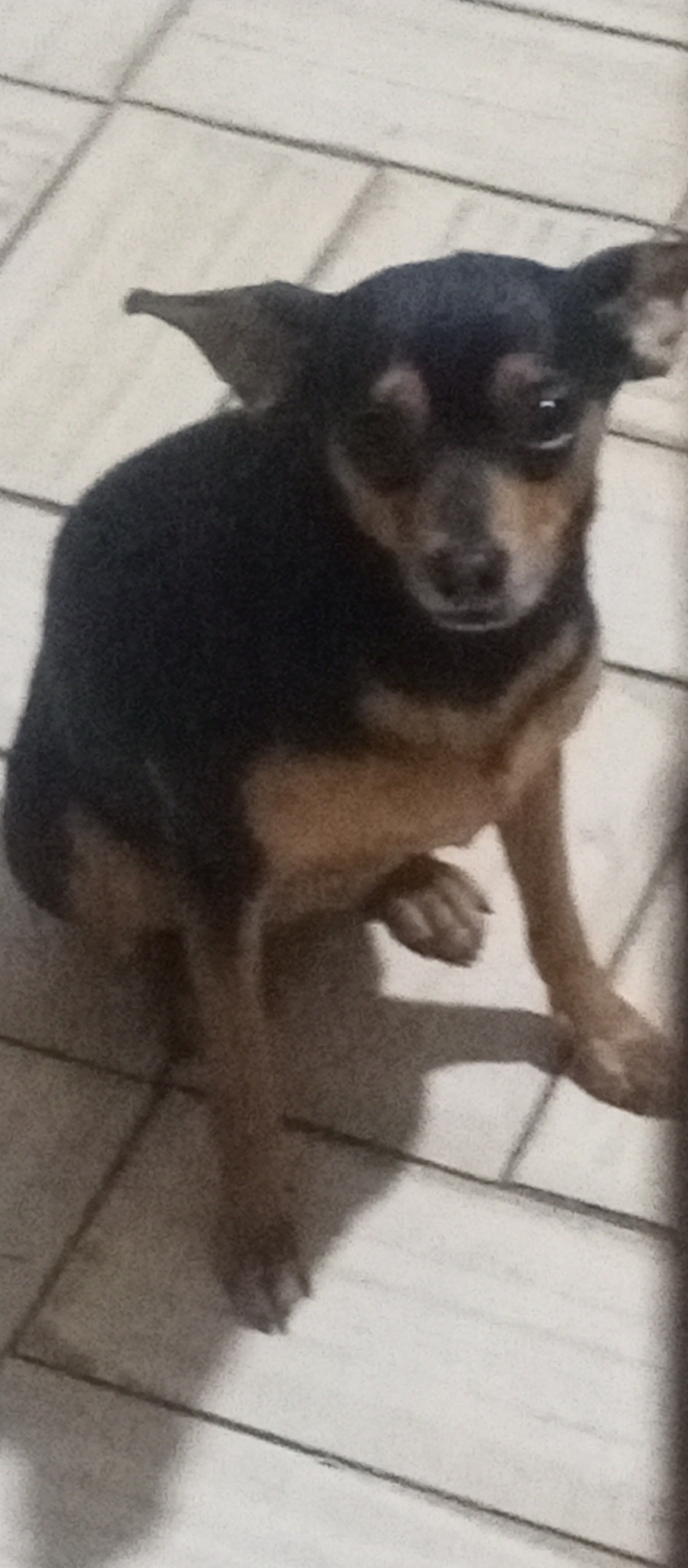 A small, tan and black dog sits on a tiled floor. The dog has erect ears, short fur, and appears to be looking directly at the viewer. The setting appears to be indoors. Tinaquillo, Venezuela is not discernable from the image itself.