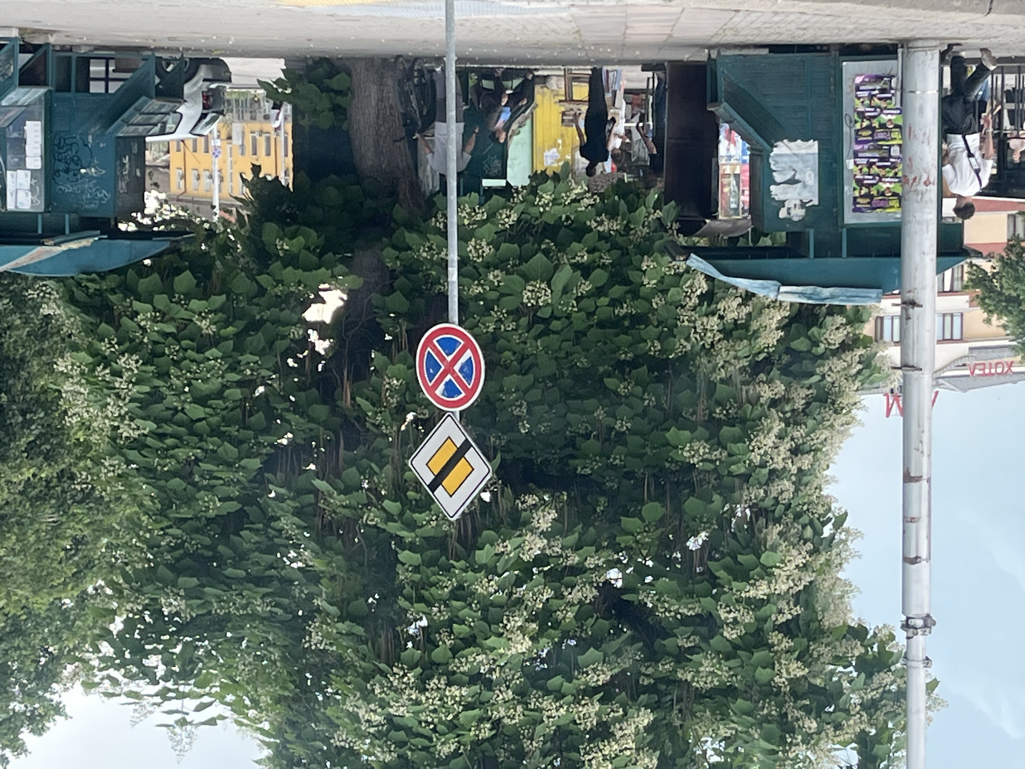 This daytime image, taken in Plovdiv, Bulgaria, depicts a lively urban street scene under a clear sky. A large, verdant tree with numerous small white flowers dominates the central foreground, its foliage extending across much of the frame. To the right of the tree, a slender metal pole stands, featuring two distinct road signs. The upper sign is a red-bordered circle with a blue background and a red diagonal cross, signifying "No Stopping." Below it, a yellow diamond sign with a white border and a black diagonal line indicates "End of Priority Road."
In the background, several buildings and commercial structures are visible. On the left side, a dark green kiosk, partially covered in graffiti, stands in front of a prominent bright yellow building with multiple windows. On the right, another similar dark green kiosk displays various colorful advertisements and possibly magazines. Several individuals can be faintly seen moving about or standing near these structures and further back in the scene. A person in a white shirt and dark pants is noticeable near the right kiosk. Faintly visible on a building in the far right background are the letters "XOTEЛ," which translates to "HOTEL." The ground in the upper part of the image (when correctly oriented) appears to be a paved sidewalk or pedestrian area. The scene conveys a typical busy street atmosphere, characterized by urban infrastructure and natural elements.