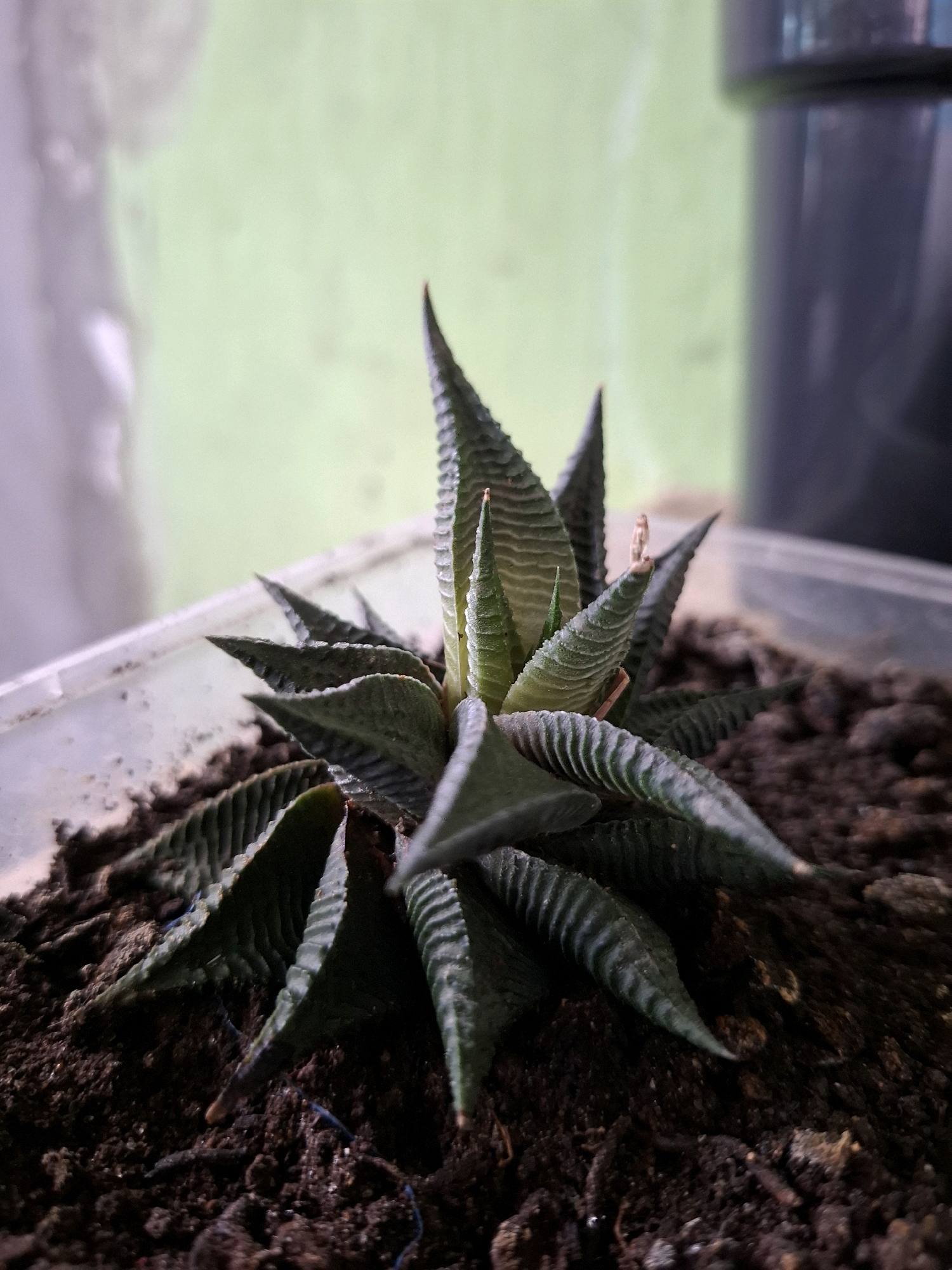 A close-up, eye-level shot focuses on a small succulent plant with dark green, pointed leaves arranged in a rosette pattern. The leaves have textured, raised ridges running along their length. The plant is potted in dark, moist soil within a clear plastic container. The background is softly blurred, showing a light green surface on the left and a dark gray cylindrical object on the right. The scene appears to be indoors, possibly on a windowsill or table. There are no people or animals present. The image does not provide any information about its location in the city of Medan, Indonesia.