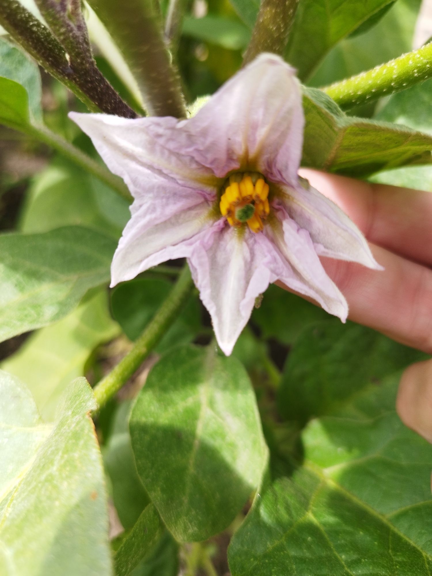 The image shows a close-up of a light purple flower with a yellow center, likely an eggplant blossom, growing on a green plant with fuzzy stems and large green leaves. A human hand is partially visible in the lower right corner, gently touching the petals of the flower. The background is blurred, suggesting a natural outdoor environment. No specific location in Oskemen, Kazakhstan, can be determined from the image.