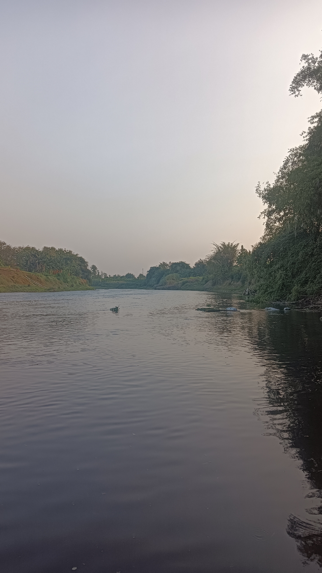 The image depicts a serene river scene, likely in or near the city of Tanggan, Indonesia. The river flows from the left to the right of the frame, with its calm waters reflecting the overcast sky. The banks of the river are densely lined with lush green trees and vegetation. On the left bank, some palm trees are visible, interspersed with other tropical foliage. The right bank is dominated by thicker trees, casting shadows on the water. In the middle of the river, a small, dark object, possibly a piece of debris or a bird, is visible. The sky is a pale, hazy gray, suggesting either early morning or late evening. The overall impression is one of natural tranquility and undeveloped landscape.