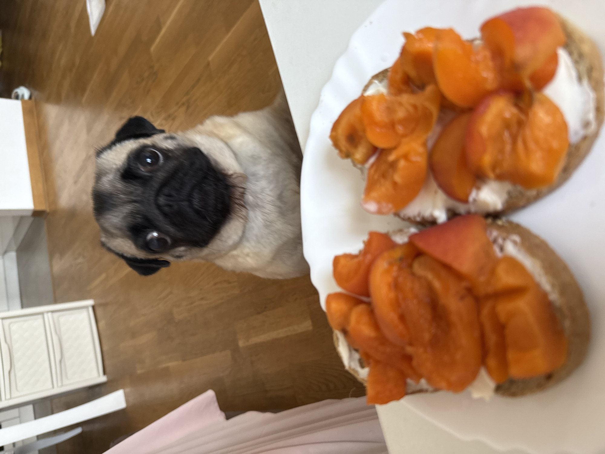 A pug dog looks up at the camera from behind a white plate of two open-faced sandwiches topped with cream cheese and sliced apricots. The dog is in the foreground, with its face and chest visible. The plate is in the lower half of the image. The background shows a wooden floor and a portion of a white cabinet with drawers. A person's arm, covered in a pink fabric, is visible on the left side of the image. The scene appears to be indoors, possibly a kitchen or dining area.