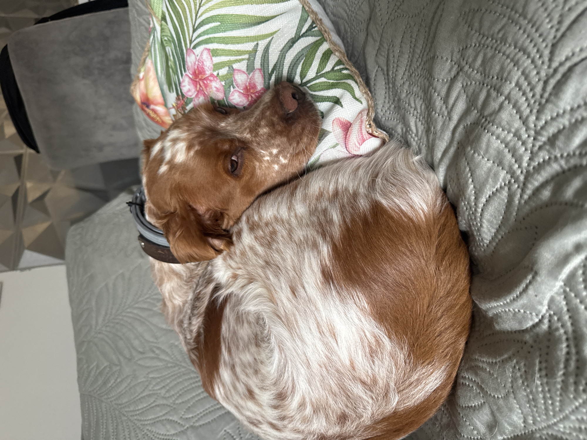 A medium-sized, brown-and-white, spotted dog is curled up on a grey, textured blanket or bedspread. The dog rests its head on a decorative pillow with a green and pink floral pattern. The dog wears a collar with an unidentified object attached. The photo appears to be taken indoors. There is no evidence indicating a location in the city of Sofia, Bulgaria.
