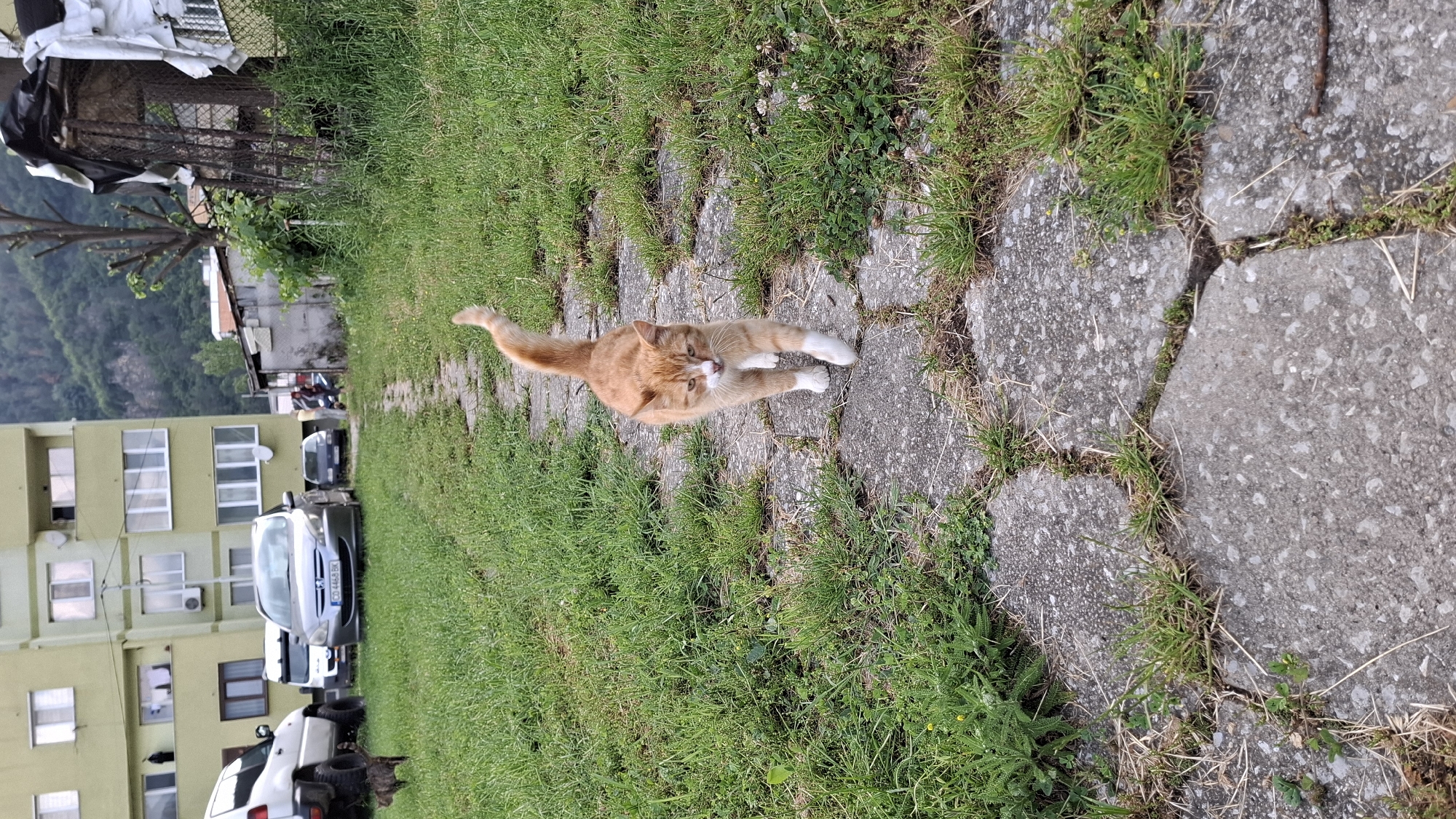 The image is captured from a low vantage point, depicting an outdoor scene in the city of Unknown, Unknown, consistent with a semi-urban or suburban environment featuring a mountainous backdrop. Centrally in the foreground, an orange tabby cat with white paws, chest, and muzzle walks directly towards the viewer on a pathway constructed from irregular, light-gray concrete pavers. The cat's tail is held high and curled slightly.
The concrete pathway is flanked by unkempt green grass and weeds, which also grow between the paver cracks. To the left of the path, in the mid-ground, a second, darker-colored cat is partially visible standing near a white off-road vehicle equipped with large, rugged tires. Further left, a multi-story apartment building, painted pale yellow or lime green, stands prominently with numerous windows and several satellite dishes. Parked in front of this building are a silver Peugeot 307 sedan displaying the license plate "CD 4468 RK", and a dark-colored sedan behind it. A white van is partially visible between the white off-road vehicle and the Peugeot.
On the right side of the mid-ground, several rudimentary structures or sheds, some featuring corrugated metal cladding and wire fencing, are present. A bare tree with truncated branches is visible near these structures. Indistinct human figures are discernible in the background near the sheds and dark sedan. The distant background features verdant mountains under a diffused daylight sky, suggesting either overcast conditions or a soft sun angle.