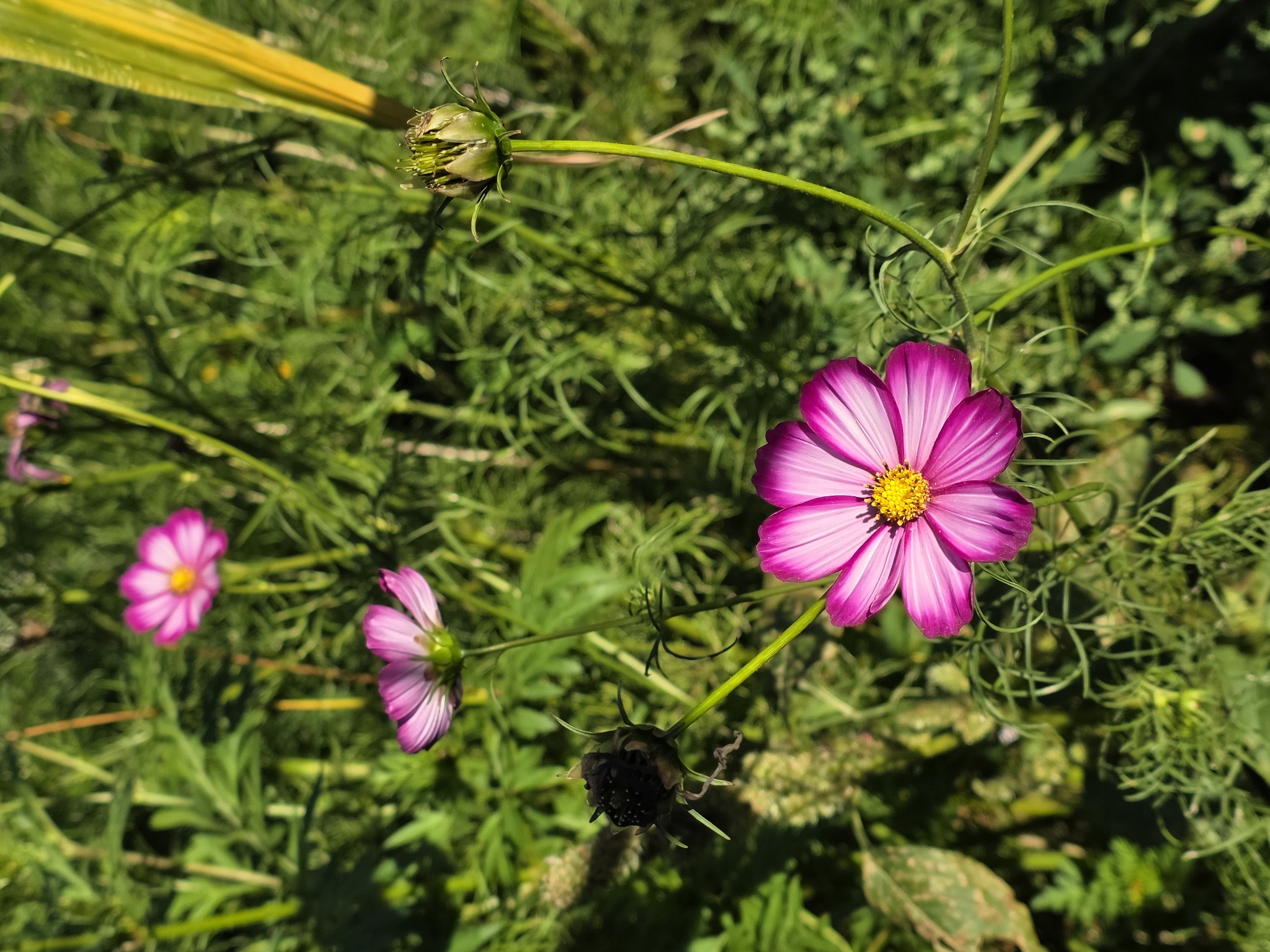 A close-up shot captures a vibrant pink cosmos flower in bloom, its petals radiating outwards from a yellow center. The flower is positioned in the foreground, slightly off-center to the right, and is sharply in focus. Behind it, a lush green garden provides a blurred backdrop, with hints of other flowers and foliage visible. The sunlight casts subtle shadows, highlighting the delicate textures of the petals and the intricate details of the plant. The scene appears serene and natural, evoking a sense of tranquility and the beauty of nature.