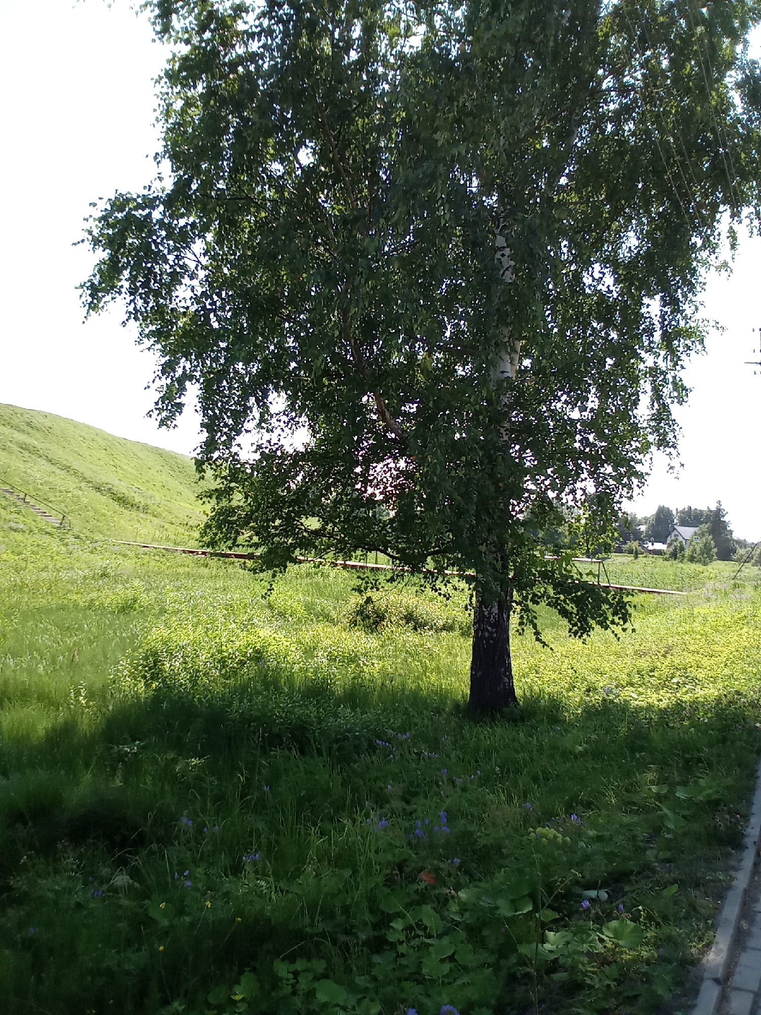 In the city of Belozersk, Russia, a tall birch tree with dark bark and abundant green foliage stands in the foreground. The tree casts a shadow across a grassy area dotted with small purple and yellow wildflowers. To the left of the tree, a steep, green grassy hill slopes upwards. A pathway with wooden steps can be seen ascending the hill. In the middle ground, a rusty-colored pipe runs horizontally across the field. Beyond the pipe, a few houses and trees are visible in the distance. The sky is bright and overcast. The scene appears to be a park or a recreational area.