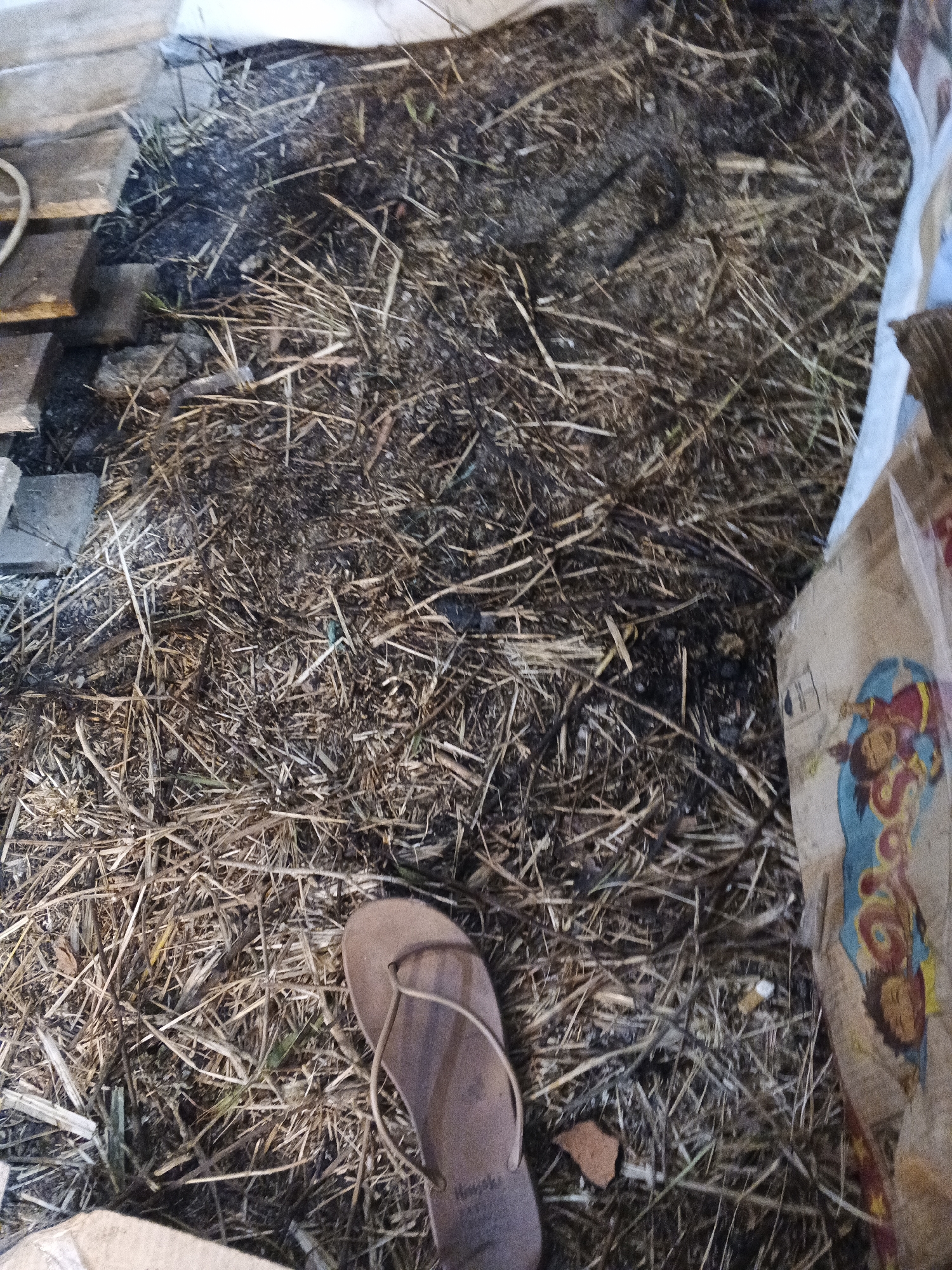 The image shows a close-up view of a dusty, cluttered ground covered in straw and debris. In the foreground, a single brown flip-flop is visible, lying on its side. To the right, a portion of a cardboard box with colorful cartoon characters printed on it is present. The background consists of more straw, dirt, and some wooden planks. The overall impression is one of an outdoor or storage area that is not well-maintained. There is no specific indication of the location within Sukabumi, Indonesia, beyond the general context.