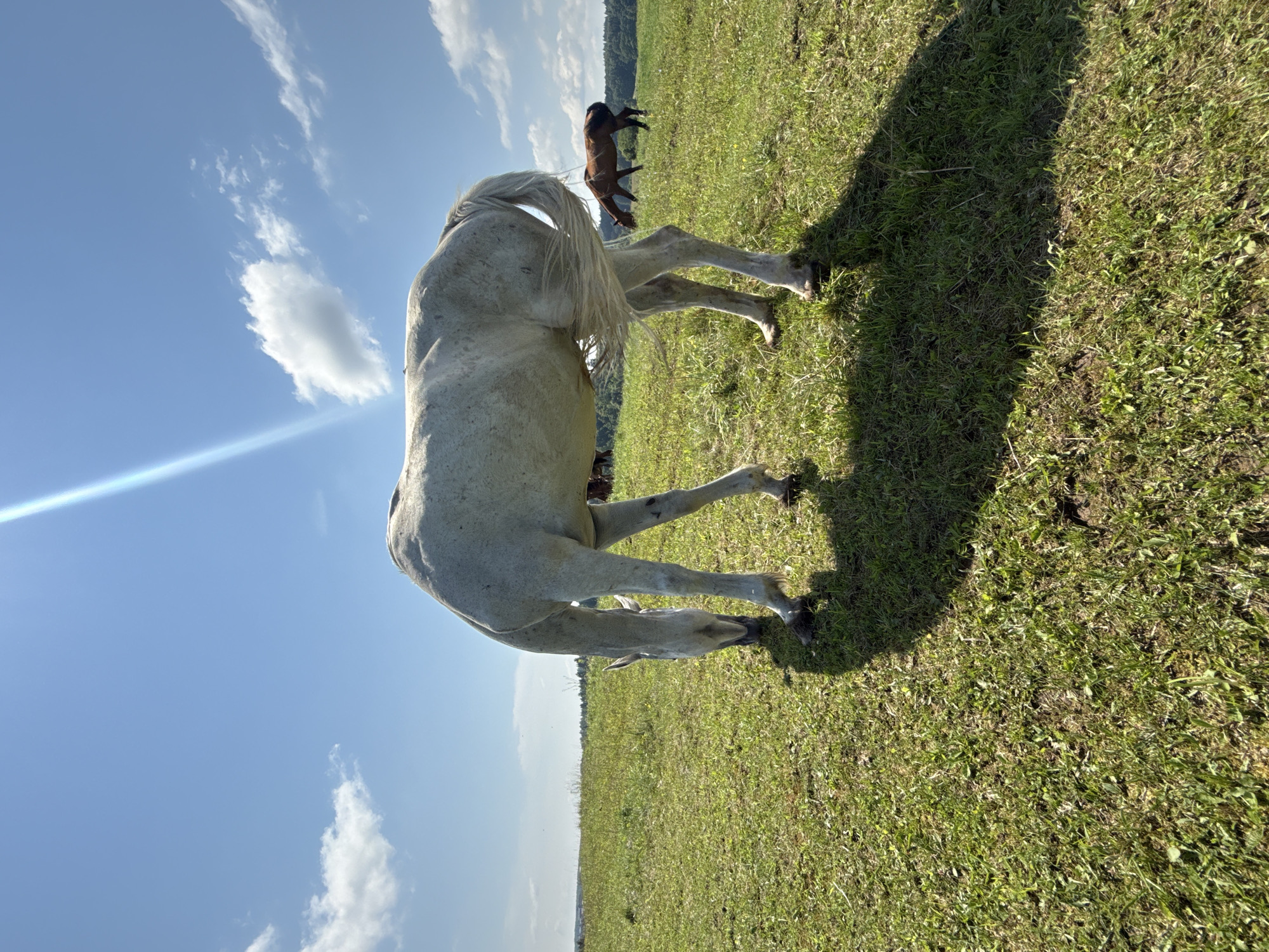 A white horse grazes in a grassy field under a bright blue sky with scattered clouds. The horse is in the foreground, facing to the left and slightly down, its head lowered to the ground. Its tail is long and flowing. In the background, a brown horse is also grazing, further in the distance. The field appears to be rolling hills with a line of trees in the far distance. The sun is high in the sky, casting a long shadow of the white horse on the grass. This scene is located in Galinė, Lithuania.