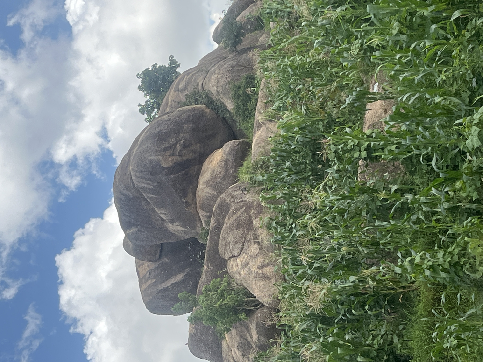 The image depicts a natural landscape featuring a large rock formation towering over a field of corn. The rock formation is composed of massive, weathered boulders, some of which are precariously stacked. Lush green vegetation, including trees and bushes, grows in and around the rocks, suggesting a humid climate. The foreground is dominated by a dense crop of corn stalks, indicating agricultural activity. The sky above is a mix of blue with scattered white clouds, typical of a bright day. This scenery is characteristic of the rocky outcrops found in and around the city of Jos, Nigeria, a region known for its striking geological formations and fertile agricultural lands.