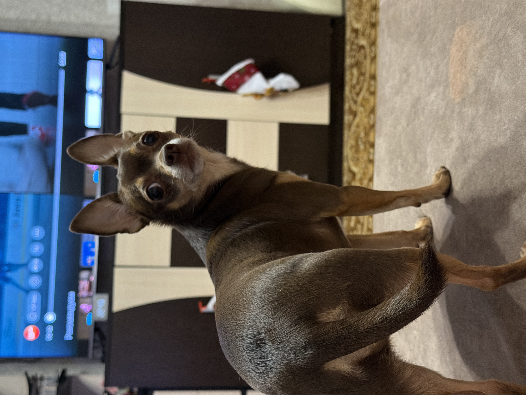 A small, brown Chihuahua dog is standing on a carpeted floor, facing away from the camera. The dog is looking back over its shoulder at the viewer. In the background, a large television screen is displaying a menu or interface, with various icons and text. To the right of the television is a dark brown and cream-colored cabinet. A small, festive decoration, possibly a Christmas stocking, is attached to the side of the cabinet. The floor is covered with a textured gray carpet, and a patterned rug is visible in the distance. The lighting in the scene appears to be artificial. The environment is indoors, suggesting a residential setting.