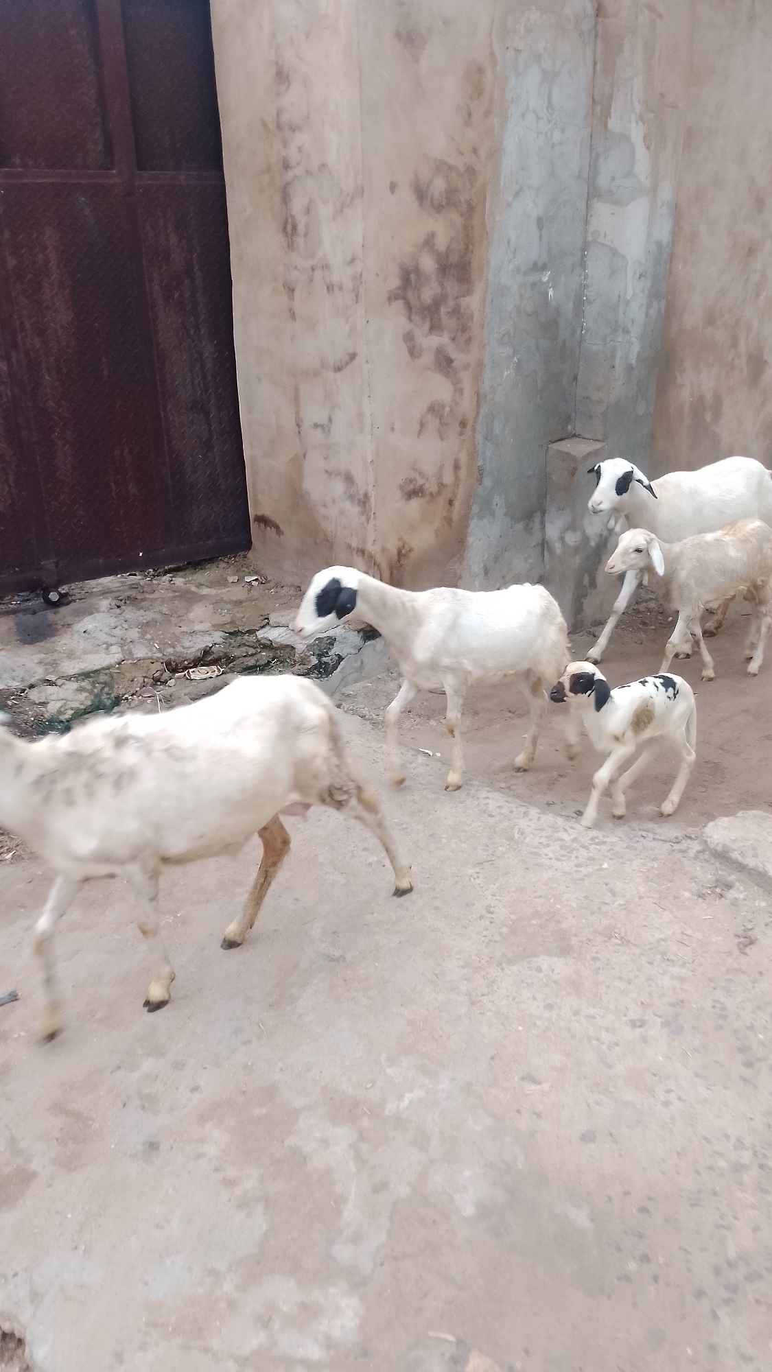 The image displays a flock of six sheep moving along a dirt or concrete path in Lokoja, Nigeria, during daylight hours. Four adult sheep and two younger lambs are visible, all with lean bodies characteristic of West African breeds. In the left foreground, a large white adult sheep with faint markings is partially visible, moving left. Central to the frame, another white adult sheep with a distinctive black head and face walks towards the right. Behind it, two more adult sheep, one white with a black head and another lighter, possibly tan-colored, walk in the same direction. A small, white lamb with black spots on its head and body walks in the center-right, while another white adult with a black head is visible standing in the upper right background. The path is an uneven, dry surface with some debris and a small drainage channel on the left. The background features a dark brown, diamond-patterned gate or door on the left, and a light-colored, weathered wall with stains and concrete patches on the right. There is no visible text.