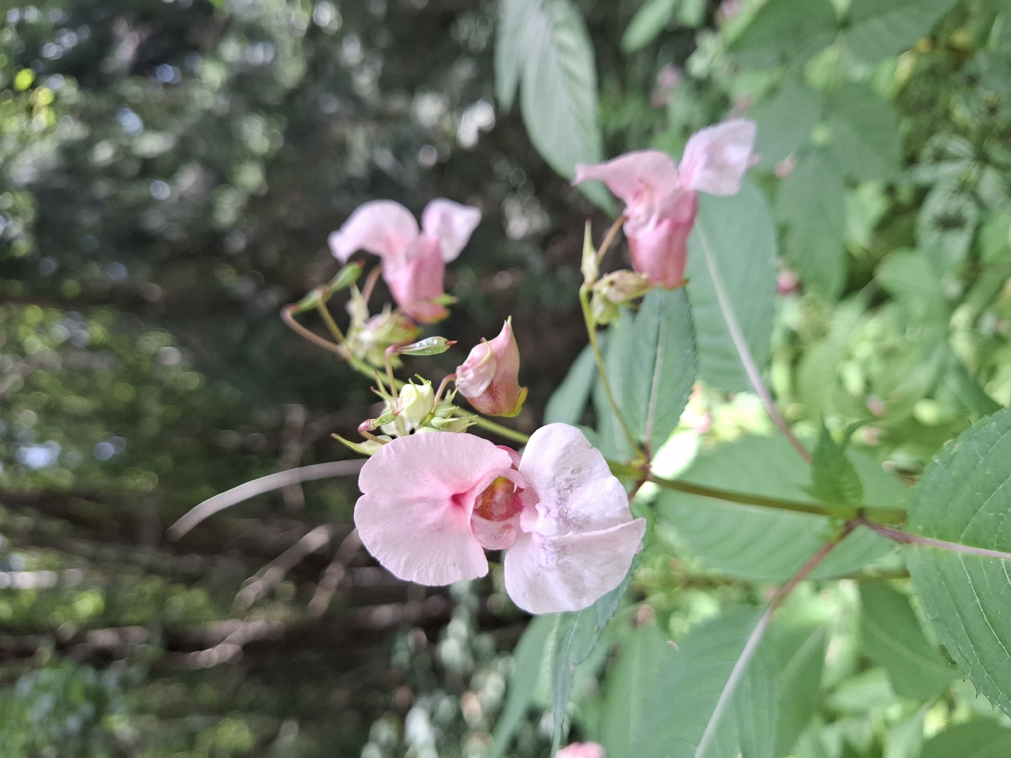 In the city of Mikkeli, Finland, a close-up photograph captures a cluster of pink impatiens flowers in a natural setting, likely a forest edge or garden. The main subject is a prominent, two-tiered pink flower with delicate, curved petals. To its right, several other impatiens blooms, some fully open and others in bud, are visible, along with their green sepals and slender stems. The foreground is dominated by large, green impatiens leaves, their serrated edges and veining clearly defined. The background is a blur of soft greens and browns, with out-of-focus trees and foliage suggesting a woodland environment. The lighting appears to be natural daylight, creating a soft, diffused illumination. There are no people or animals present in the image. The overall scene is one of serene natural beauty, focusing on the intricate details of the flowers and their surrounding greenery.