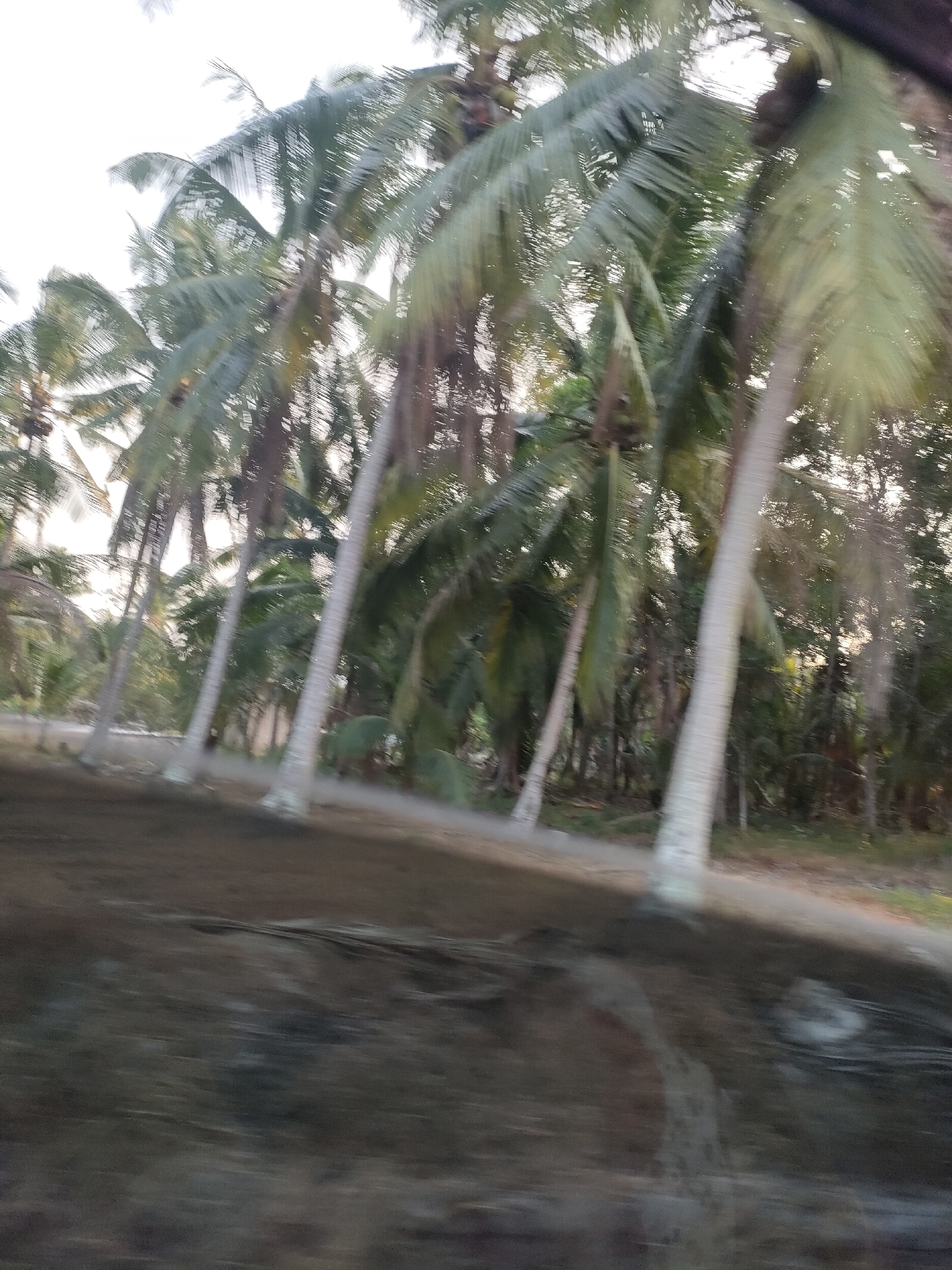 The image shows a row of palm trees in a tropical environment, likely in Kuday, Indonesia. The trees are tall and slender, with their fronds reaching towards the sky. The foliage is dense, creating a lush canopy. The ground beneath the trees appears to be a dirt path or road, with some dry leaves scattered around. The lighting suggests it is either early morning or late afternoon, with soft sunlight filtering through the leaves. The overall atmosphere is serene and natural, typical of a rural or coastal area in Indonesia. The image is slightly blurred, suggesting movement, possibly taken from a vehicle.