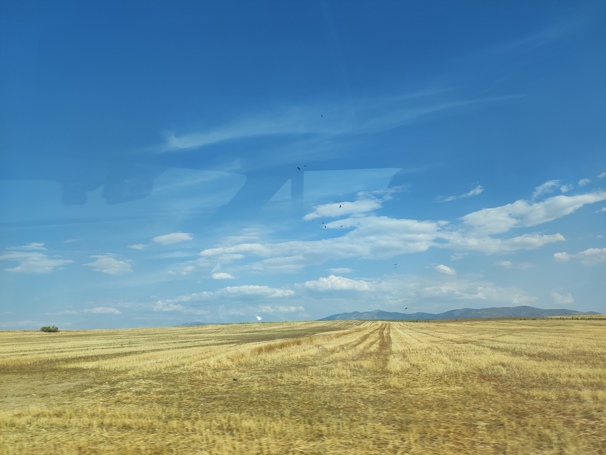 The image depicts a vast, sun-drenched field of harvested wheat or hay in the municipality of Abades, Spain. The landscape is characterized by rolling hills and a clear blue sky dotted with fluffy white clouds. The field exhibits distinct rows and patterns left by agricultural machinery, indicating recent harvesting. A small, solitary tree stands to the left of the frame, a stark contrast to the expansive golden field. In the distance, low, hazy mountains form the horizon. Several birds are visible in flight against the sky, adding a dynamic element to the serene rural scene. The overall impression is one of a dry, agricultural countryside under a bright, clear sky.