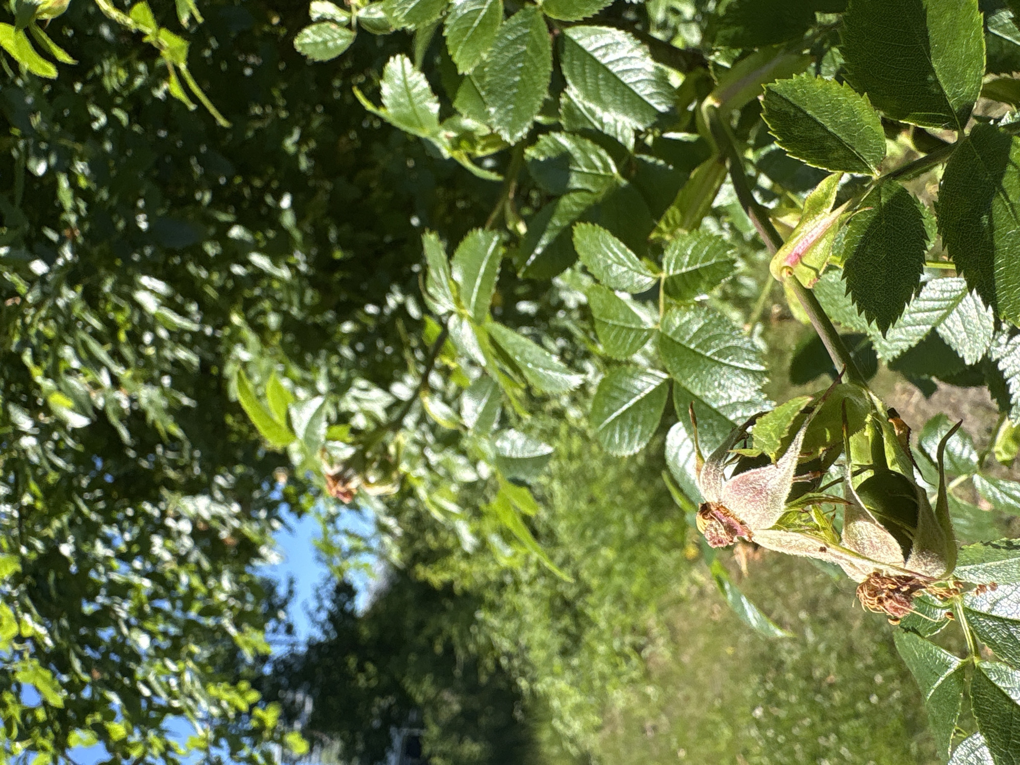 The image depicts a close-up view of wilting rosehips and vibrant green leaves against a blurred background of trees and a blue sky. The rosehips are predominantly light brown and tan with visible dried stamens, suggesting they are past their blooming stage. Some of the sepals remain green and are beginning to curl outwards. The leaves are a rich green, with distinct serrated edges and visible veins, catching the sunlight. In the background, a dense canopy of green foliage dominates, with patches of bright blue sky visible through the gaps. To the left of the frame, a blurry green lawn and what appears to be a residential building are faintly visible, indicating an outdoor setting. The lighting suggests a sunny day. The scene is not specific to any location within Søborg, Denmark, as no discernible landmarks or identifying features are present.