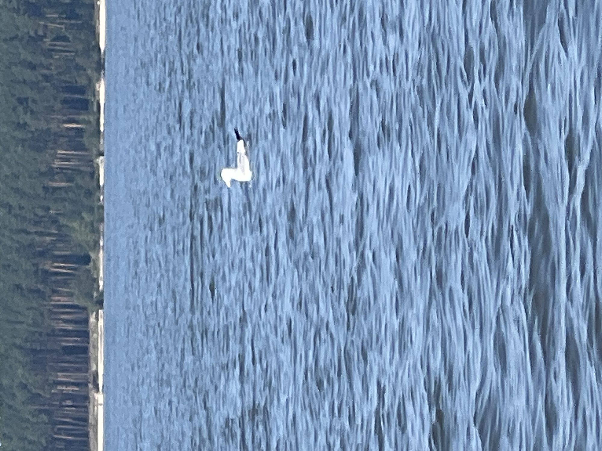 The image captures a body of water with a dense line of trees in the background. A single seagull is visible on the water, facing left. The water has a rippled surface. The trees in the background appear to be tall and numerous, forming a thick forest. The sky is not visible in this frame. The scene depicts a natural environment, likely a lake or a large river, with a forested shoreline. There are no buildings or other man-made structures prominently featured in the image, except possibly a hint of a sandy or light-colored strip between the water and the forest on the far shore. The water is a blue-gray color, and the trees are dark green. The seagull is white with some black markings on its wings and tail.