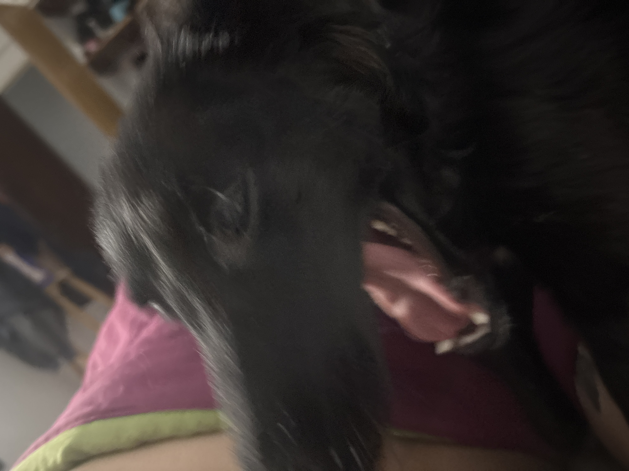 The image captures a close-up, slightly blurry view of a black dog, likely lying down, possibly on a person's lap or chest, in an indoor setting. The dog dominates the foreground, with its head turned to the right. Its mouth is wide open, revealing its pink tongue and white teeth, suggesting either a yawn or a pant. The dog's fur is dark and appears soft.
Part of a person's body or leg is visible in the lower left and center, covered by what appears to be a vibrant pink fabric with a lime green trim, possibly a blanket or piece of clothing.
The background is out of focus but shows hints of an indoor environment, possibly furniture like a wooden object (perhaps a bed frame or table) and other indistinct shapes. The lighting appears somewhat dim, suggesting it might be evening or night, or simply a poorly lit room. There are no specific cues within the image to indicate the location as Buenos Aires, Argentina, beyond the provided context. The overall mood conveyed is calm, with the dog appearing relaxed. No visible text is present in the image.
