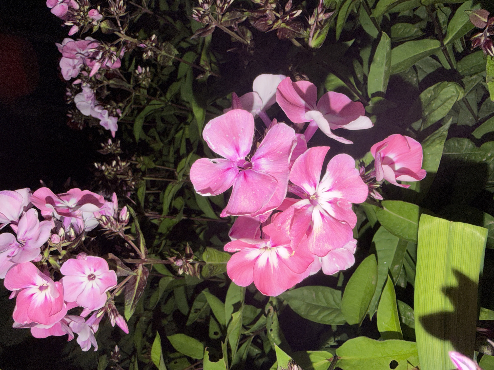 The image shows a close-up, eye-level view of bright pink phlox flowers with white centers, set against a dark, blurred background of green leaves and foliage. The flowers are in various stages of bloom, with some fully open and others still budding. The lighting suggests it is nighttime, with the flowers illuminated by artificial light. The overall scene is one of natural beauty, highlighting the delicate texture and vibrant color of the flowers. The location is unknown.