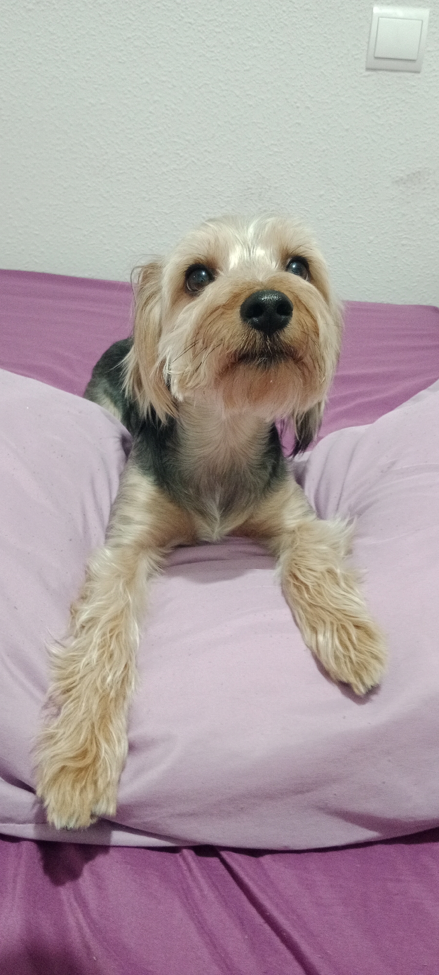 The image shows a Yorkshire Terrier dog lying on a bed. The dog has tan fur on its head and legs, with darker fur on its back. It is looking up and to the right. The bed is covered with purple sheets, and there is a white wall in the background with a light switch. The image was taken in Galapagar, Spain.