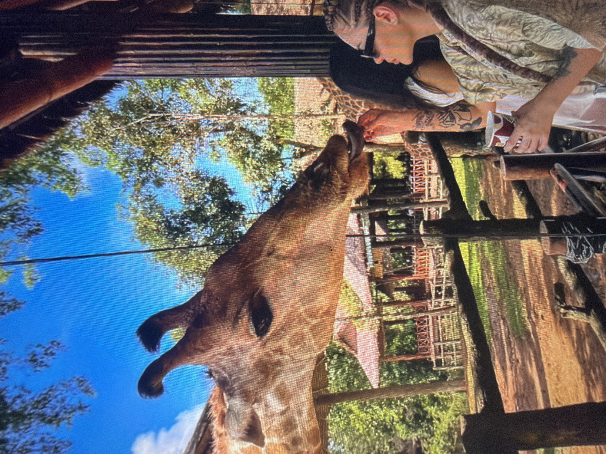 This image captures an interaction at a giraffe feeding station within a park or zoo setting, located in the city of Shumen, Bulgaria. In the foreground, the head and neck of a giraffe are prominent, angled left as its long, dark tongue extends to lick an elongated dark food item. A person, largely obscured and seen from the back-left, holds this food item in their left hand, revealing tattoos on their arm. To the right, another individual is depicted in profile, wearing dark sunglasses, an olive-green patterned shirt with a shoulder strap, and sporting blonde braided hair. This person holds a red and white cup with both hands and displays tattoos on their forearm. A rough-hewn wooden fence serves as a barrier in the mid-ground. The background consists of dense green foliage, tall trees, and several open-sided pavilions with red roofs, all beneath a clear blue sky with some faint cloud formations. The ground visible is reddish-brown earth. The scene is brightly lit by natural daylight.