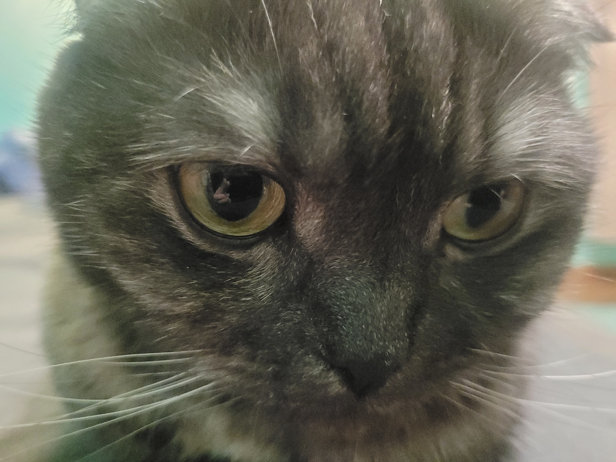 The image is a close-up of a gray Scottish Fold cat's face. Its eyes are a light yellow-green color. The cat has long white whiskers. The background is blurry and out of focus. There is no information available to identify the location as Izhevsk, Russia.