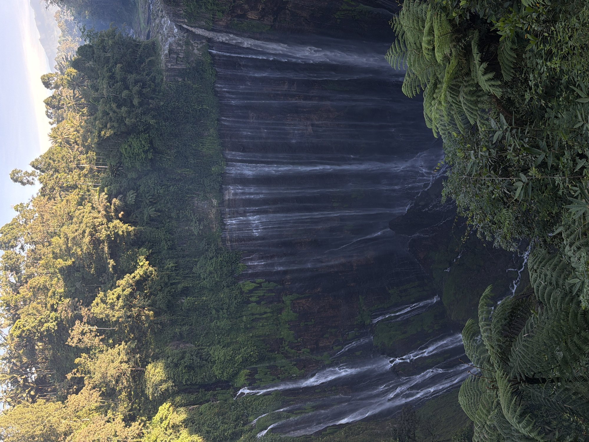 The image depicts a majestic waterfall cascading down a steep, verdant cliff face. The waterfall is a prominent feature, with numerous streams of water plunging into the misty depths below. The cliff itself is covered in lush green vegetation, including mosses, ferns, and various plants, creating a rich, textured backdrop for the water.
At the top of the cliff, a dense forest thrives, with tall trees and palm fronds reaching towards the sky. The sunlight filters through the leaves, casting dappled shadows and illuminating parts of the forest and the upper reaches of the waterfall. The overall environment is one of natural beauty and tranquility.
The location is identified as the Coban Tumpak Sewu waterfall in the village of Sidomulyo, Lumajang Regency, East Java, Indonesia. This specific viewpoint is from above, looking down onto the expansive waterfall and the surrounding landscape. There are no people visible in this particular frame. The atmosphere suggests an early morning or late afternoon light, given the warm glow on the trees.