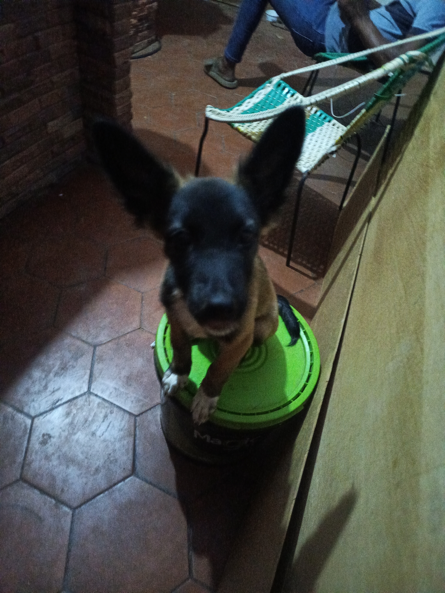 The image shows a small, short-haired dog with large, pointed ears sitting on a green plastic lid atop a dark container. The dog has dark fur on its head and muzzle, transitioning to a tan color on its body. Its paws are white. The scene appears to be indoors, with hexagonal terracotta floor tiles visible beneath the dog. In the background, there is a brick pillar and part of a person sitting on a green and white hammock. The location is indicated to be Juan Griego, Venezuela.