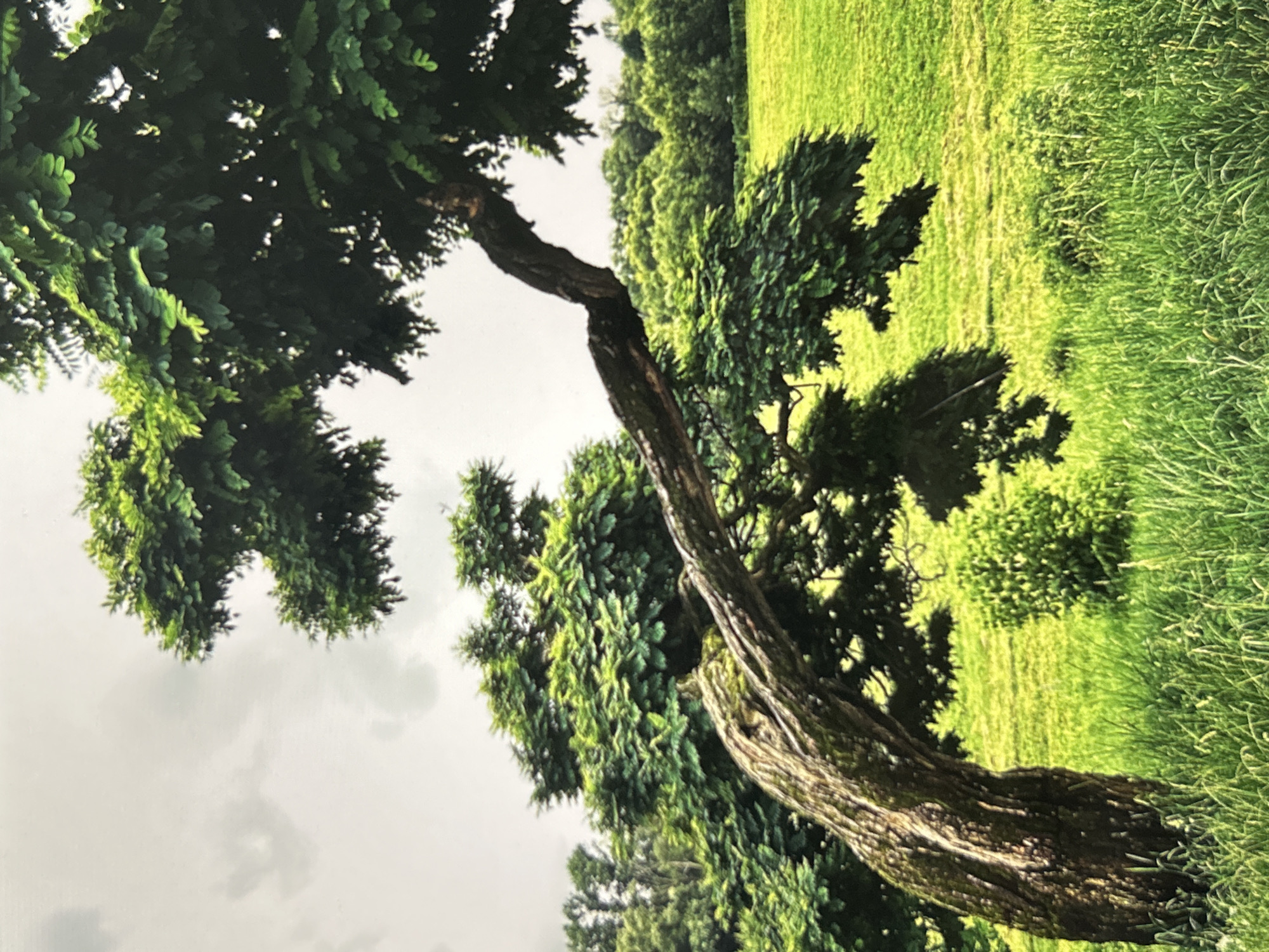 A gnarled and moss-covered tree trunk dominates the foreground, its thick branches reaching out horizontally across a vibrant green field. The tree is heavily foliated with lush, dark green leaves. In the background, rolling hills are covered in dense green foliage, suggesting a wooded area. The sky is overcast with diffused light. The scene is set in a natural outdoor environment, likely a park or a rural landscape. The image does not contain any people, specific landmarks indicating Uzhhorod, Ukraine, or any actions or interactions.