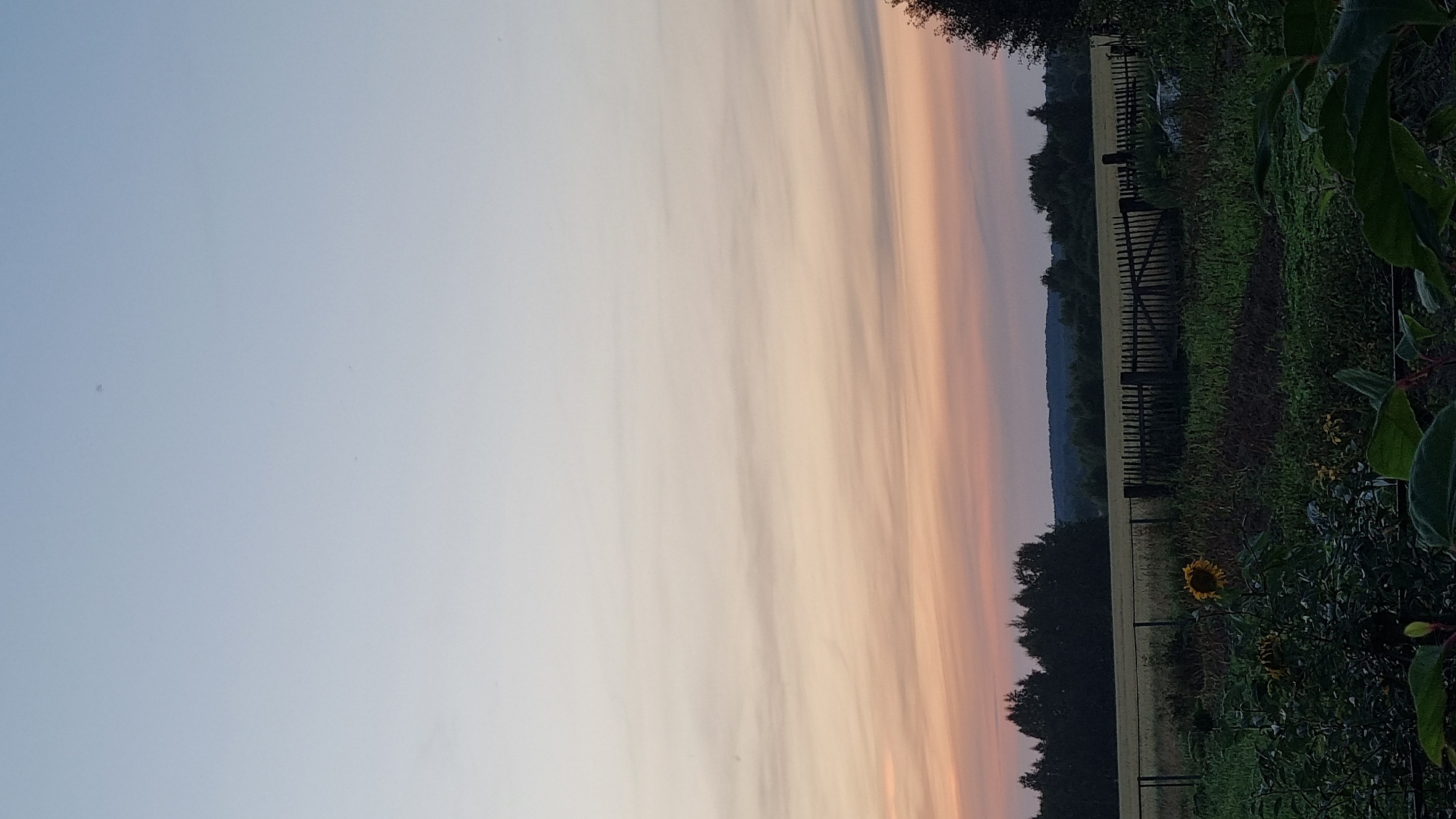 The image depicts a rural landscape at dusk, likely in or near Vysokoe, Russia. The sky is a gradient of soft blues and peaches, with wispy clouds stretching horizontally. In the midground, a dark wooden fence, with a gate, separates a field of crops from a garden area. The field appears to be golden, possibly a wheat field, while the garden in the foreground is lush with green foliage and a single sunflower. A dense line of trees forms the horizon, silhouetted against the fading light. The overall impression is one of a peaceful, late summer evening in the countryside.