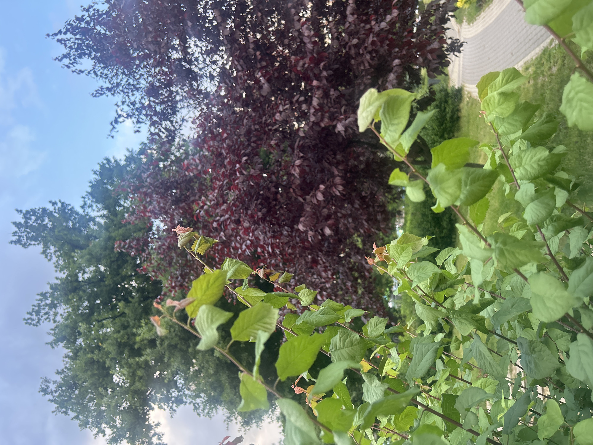 The image, originally captured in a landscape orientation but rotated 90 degrees clockwise, presents a lush outdoor scene dominated by various forms of plant life. In the immediate foreground, a bush with bright green, somewhat textured leaves is prominently featured. Some of these leaves and their tips exhibit a reddish-orange hue, possibly indicating new growth. Thin, reddish-brown stems support the foliage, which is slightly out of focus, creating depth.
Behind the foreground bush, a large tree with dense, dark reddish-purple leaves stands out, likely a variety of ornamental plum or similar tree. Further in the background, to the left, another large tree with deep green foliage provides a strong contrast to the purple leaves. The sky, a clear bright blue with scattered white clouds, is visible in the upper parts of the image, suggesting a sunny day, likely late morning or afternoon.
To the right side of the image (when viewed in its correct landscape orientation), a curved, light-colored paved pathway is visible, winding through a grassy area. Additional darker green bushes or shrubs can be seen near the pathway and in the mid-distance. The scene is devoid of human activity or visible text, focusing solely on the natural and cultivated elements of a verdant landscape. The overall impression is that of a tranquil and well-maintained park or garden setting, consistent with an outdoor environment in a temperate region like Sofia, Bulgaria. The natural light highlights the rich and varied colors of the foliage.