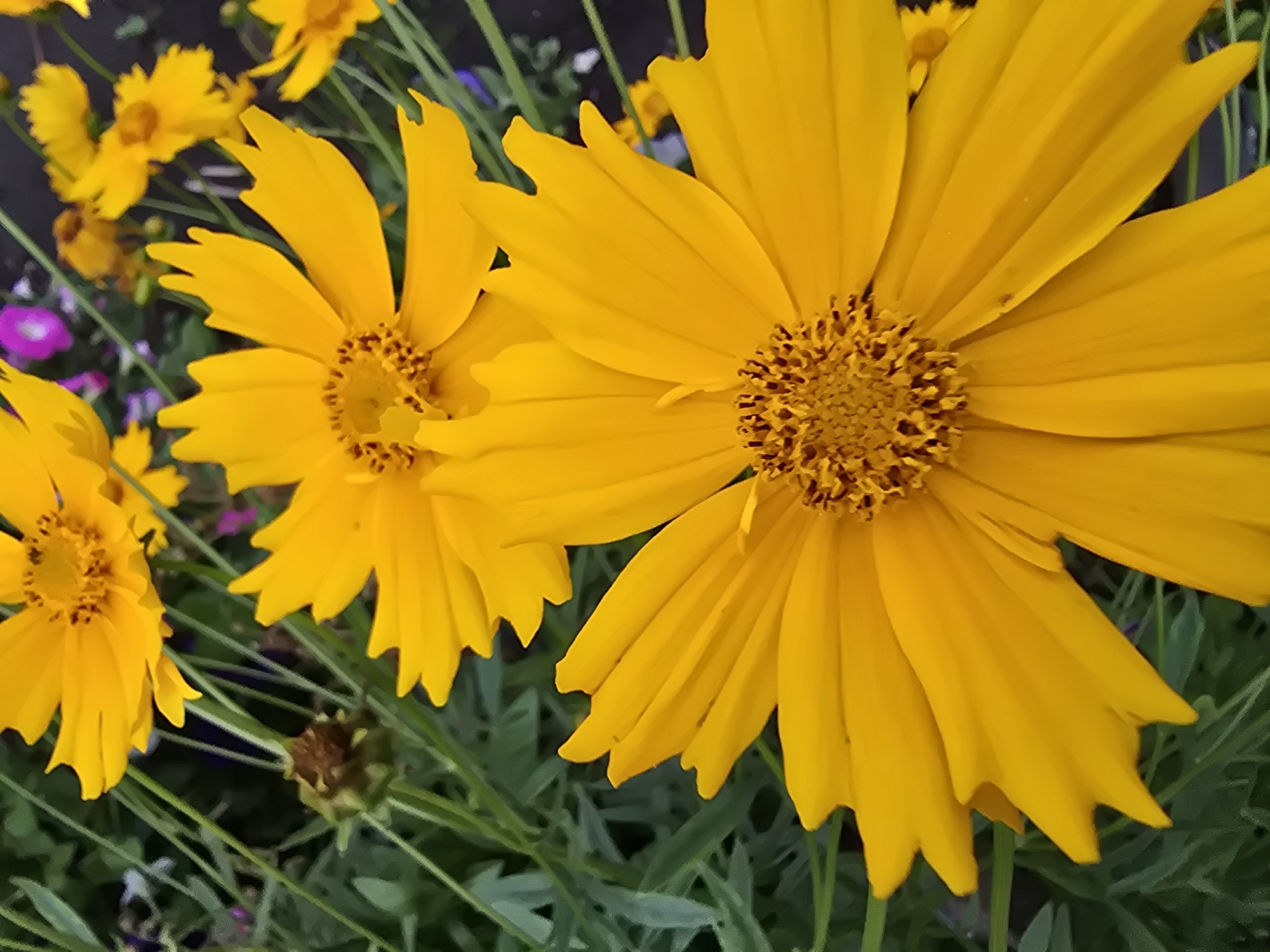 Two bright yellow coreopsis flowers dominate the foreground of this outdoor image. The lower flower, larger and closer to the viewer, displays its petals in a vibrant yellow hue. The center of this flower is a darker yellow-brown with visible stamens and pistils. The upper flower, slightly out of focus, is also yellow and positioned above and to the left of the lower one. Behind the flowers, a backdrop of green foliage and stems is visible, with hints of other colorful flowers, including a small pink or magenta bloom and other yellow flowers, in the distance. The image appears to have been taken in a garden or natural setting. The specific location in Ермолаево, Russia is unknown from the visual information provided.