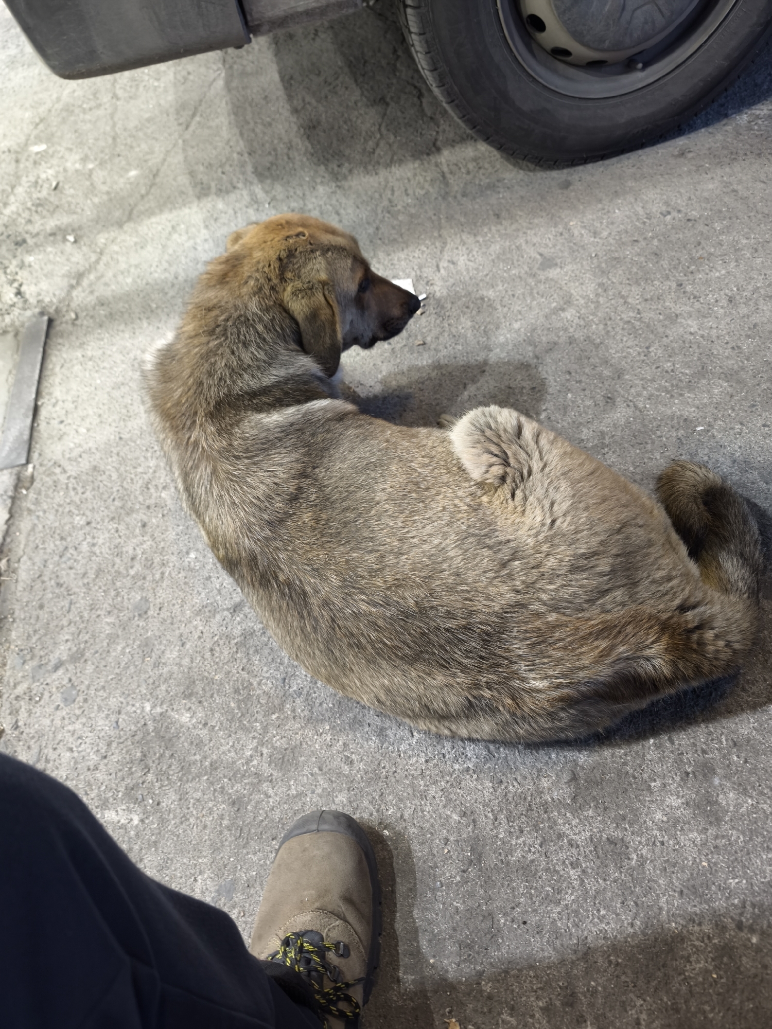The image captures a ground-level view of a light brown and grayish-brown dog, possibly a stray or mixed breed, resting on a concrete surface. The dog is curled up with its head slightly turned to the right, facing towards a vehicle. Its fur appears thick and somewhat matted in places. Near the dog's nose, a small, white, discarded object, possibly a piece of paper or a cigarette butt, is visible on the ground.
In the upper right portion of the frame, the black tire and a dark grey bumper of a vehicle are visible. Faint text such as "RADIAL" and "TUBELESS" can be partially discerned on the tire's sidewall. In the lower left, part of a person's left leg, clad in dark blue trousers, and a light brown hiking-style boot with black and yellow laces are visible, suggesting the person is standing near the dog.
The scene takes place on a worn concrete or asphalt surface, indicating an outdoor or semi-sheltered area. The lighting suggests it is daytime, possibly under an overcast sky, creating soft shadows. The dog appears calm and relaxed. No specific weather conditions are discernible, and no distinct location cues within the image point directly to Burgas, Bulgaria, other than the provided context. There is no other legible text besides the faint tire markings.